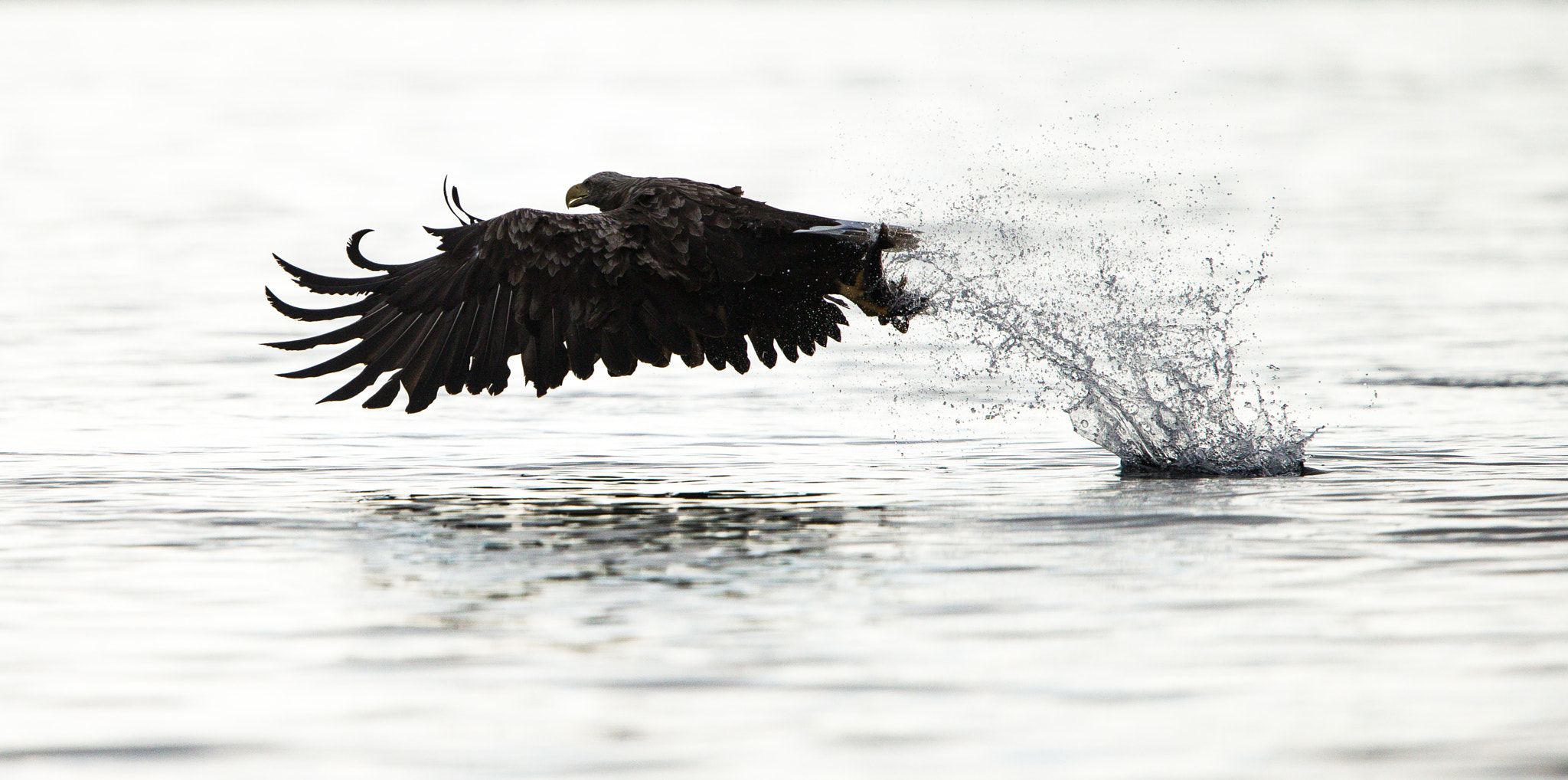 Canon EF 300mm F2.8L IS USM sample photo. The catch photography