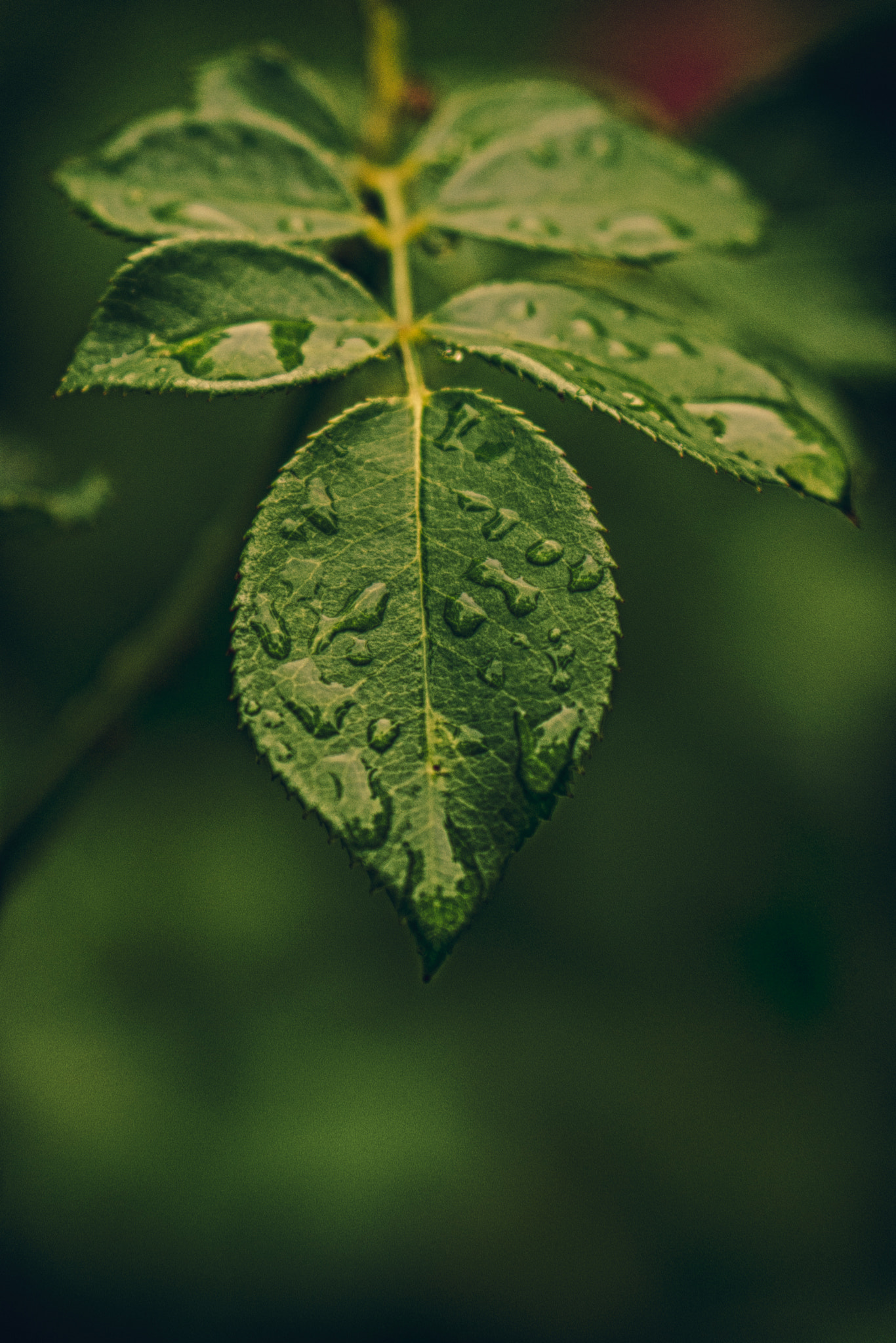 Sony Alpha a3000 sample photo. ... after morning rain photography