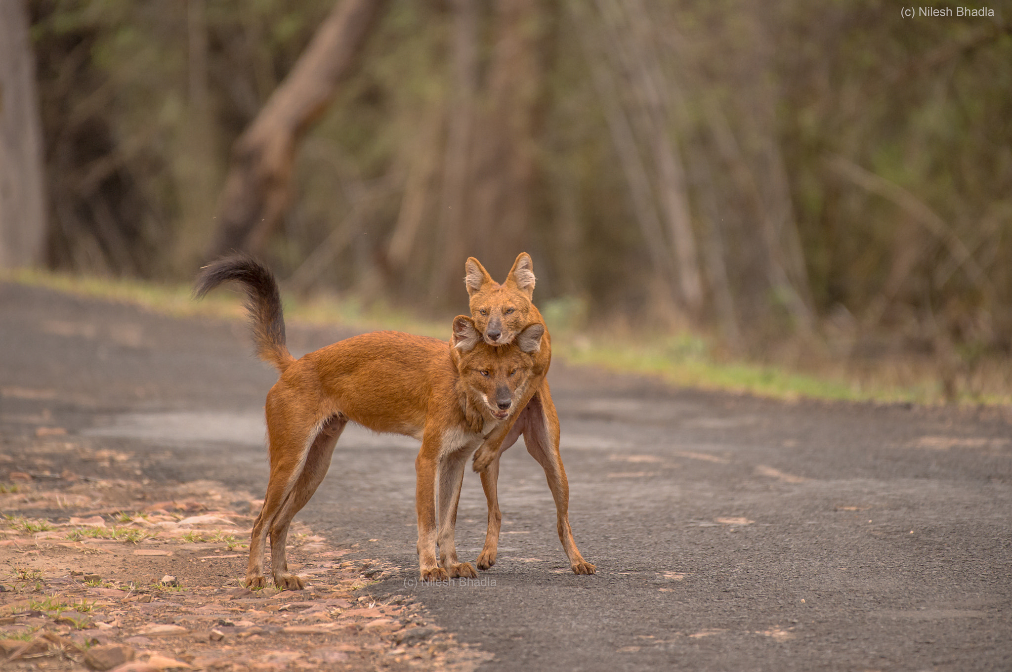 Nikon AF-S Nikkor 200-500mm F5.6E ED VR sample photo. Indian wild dog (dhole) photography