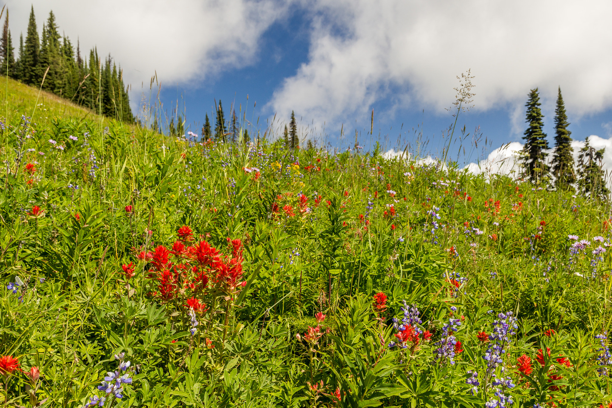 Canon EOS 550D (EOS Rebel T2i / EOS Kiss X4) + Sigma 18-50mm f/2.8 Macro sample photo. Alpine meadows photography