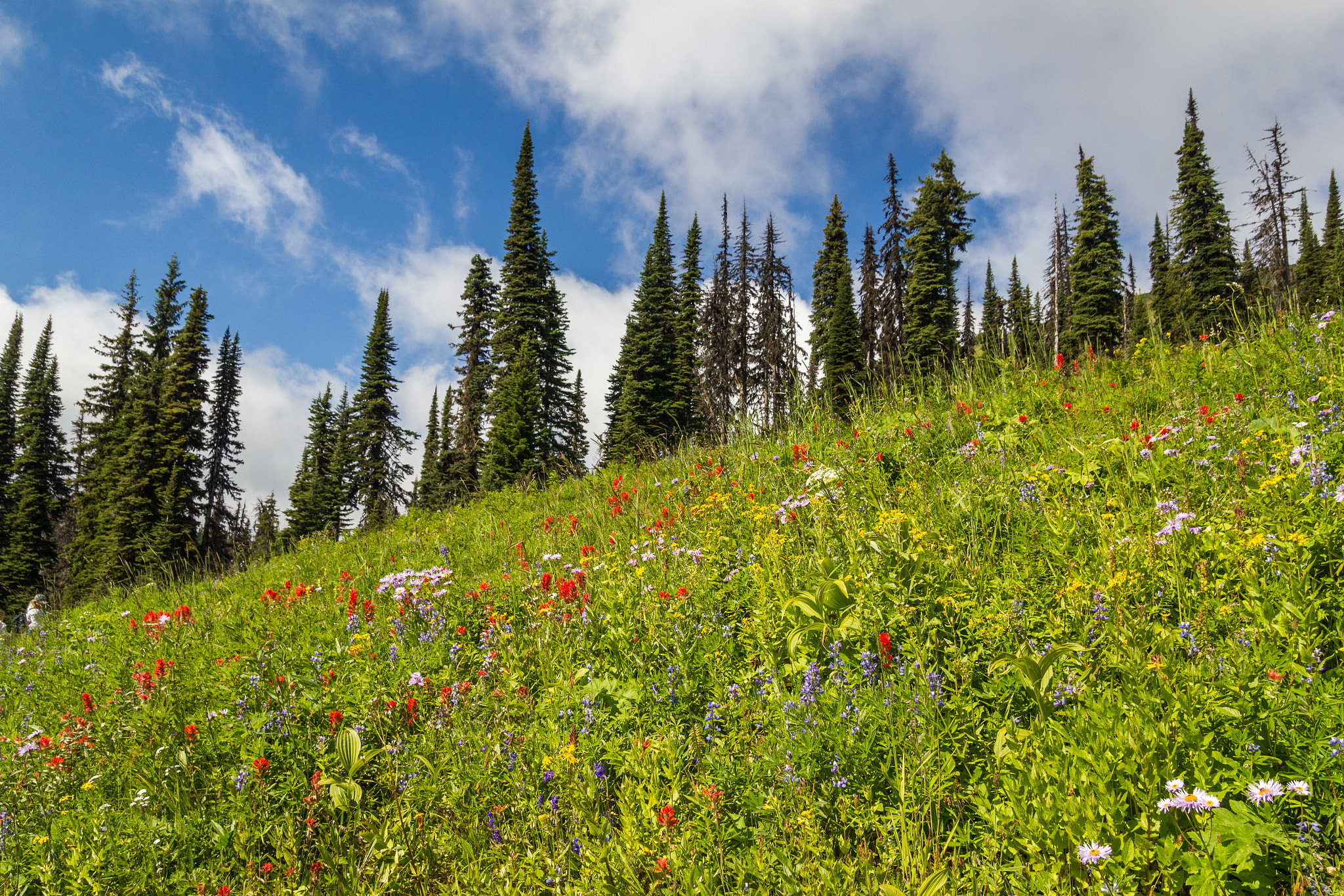 Sigma 18-50mm f/2.8 Macro sample photo. Sun peaks photography