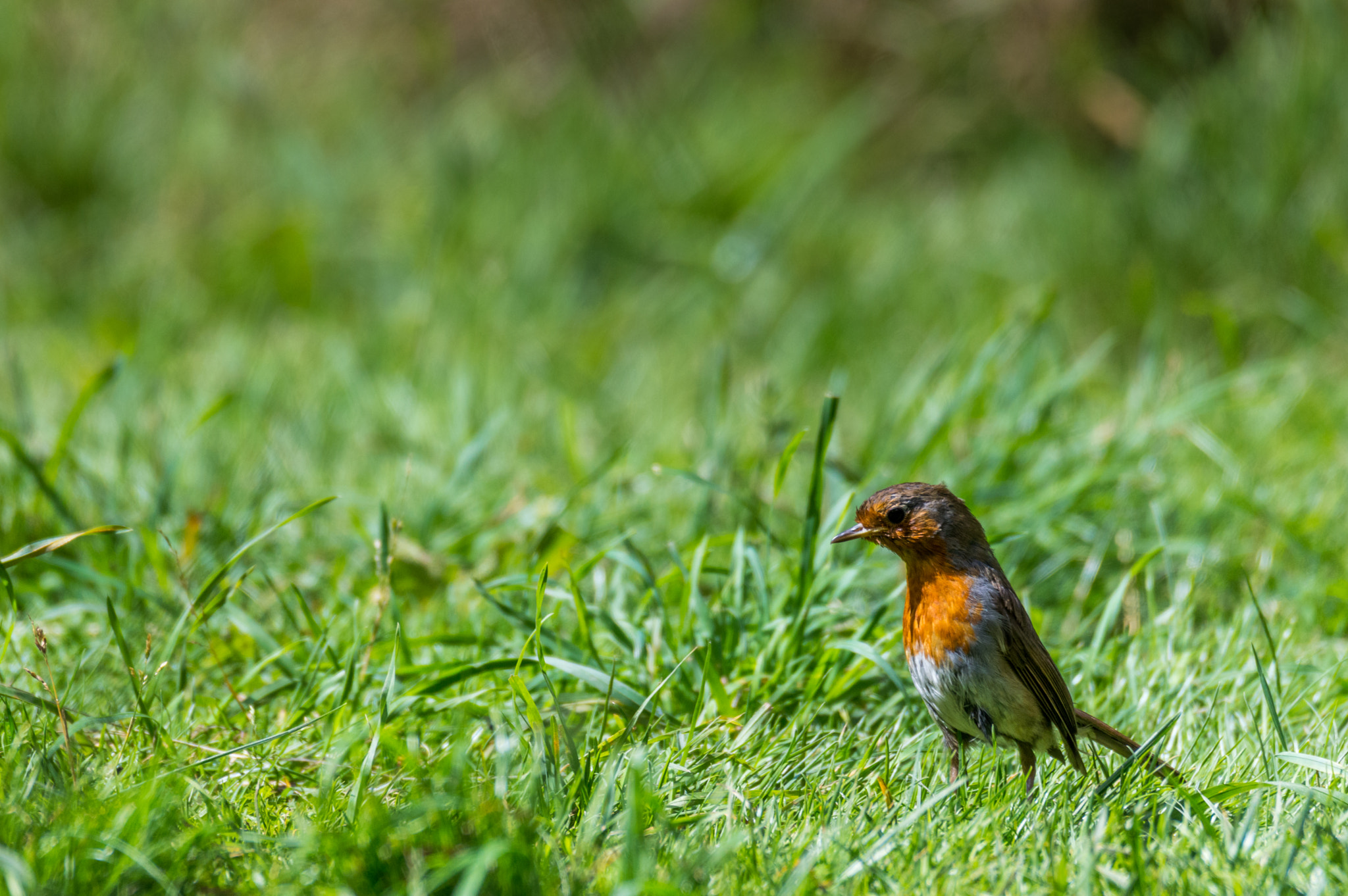 Sigma 120-400mm F4.5-5.6 DG OS HSM sample photo. Robin photography