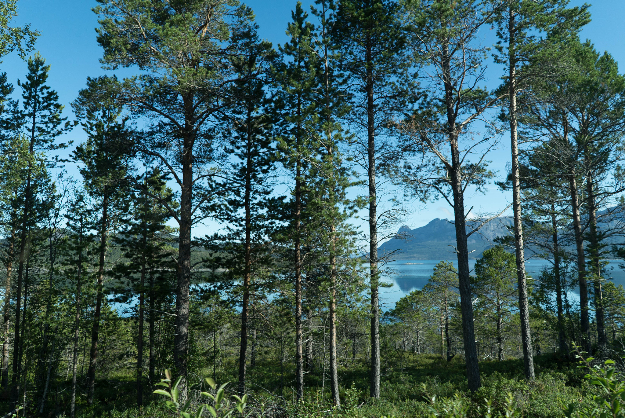 Sony FE 28mm F2 sample photo. Trees near road in norway photography