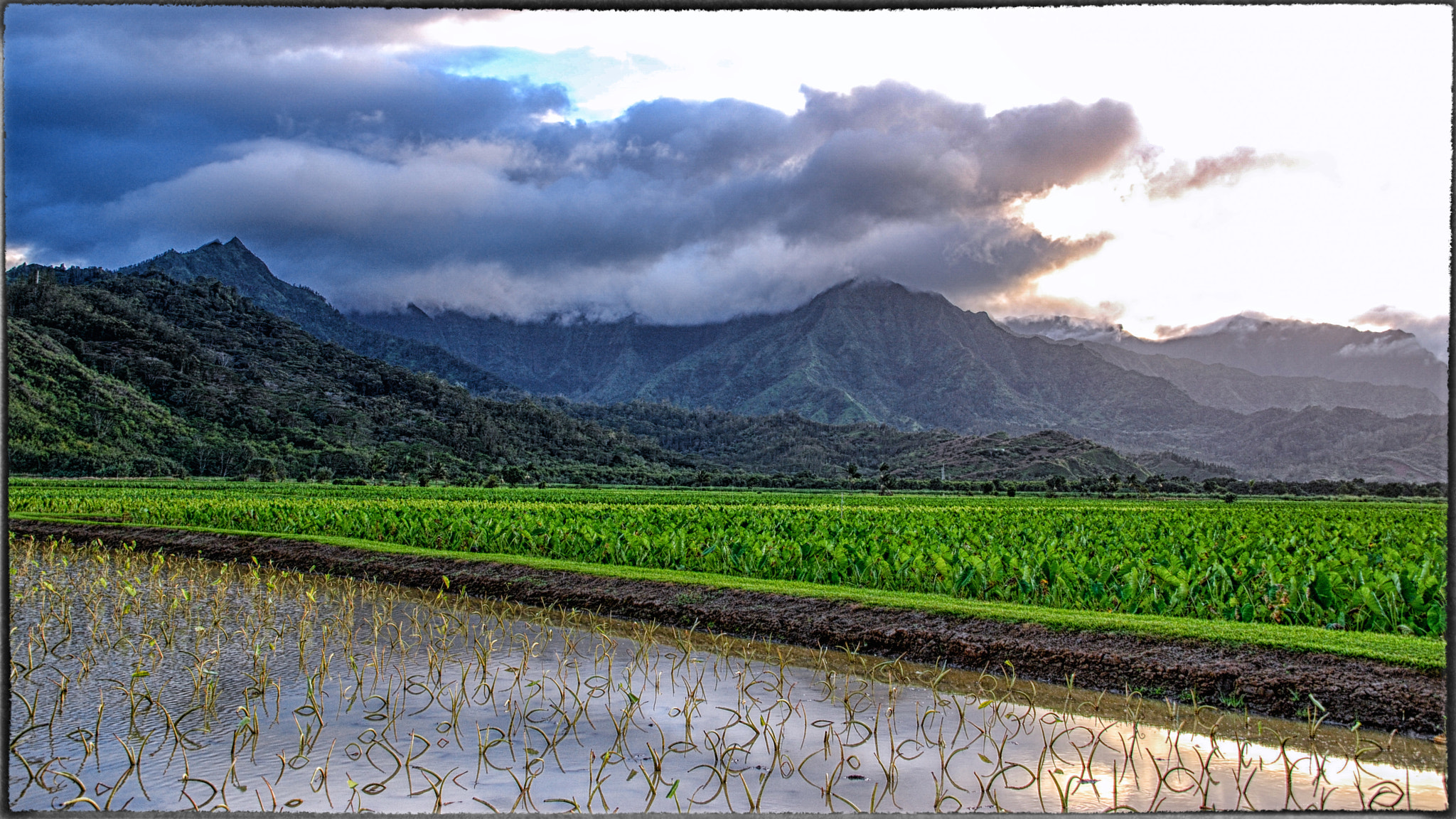 Nikon D60 + Sigma 18-200mm F3.5-6.3 DC sample photo. Ricefields photography