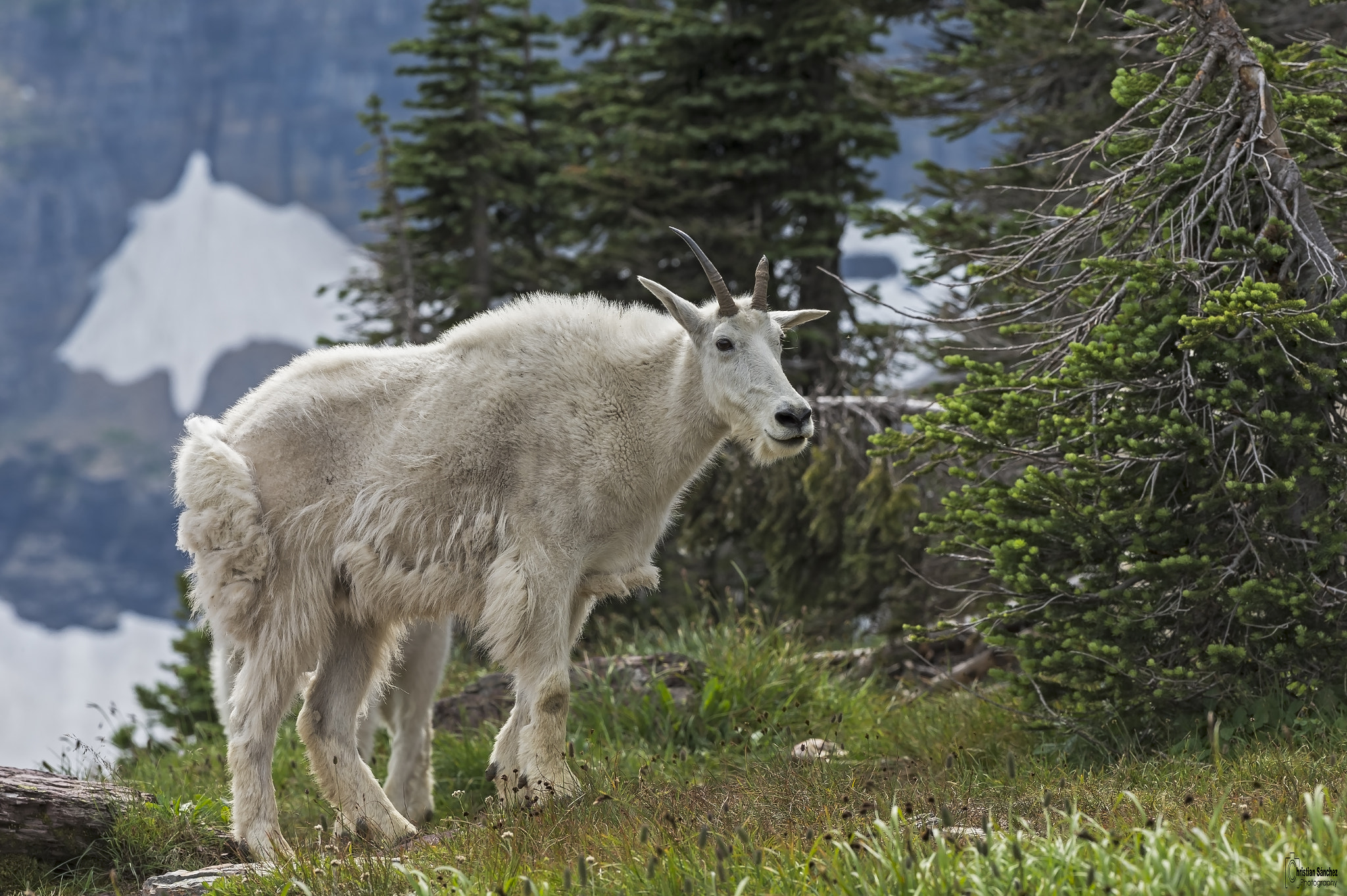 Nikon AF-S Nikkor 300mm F2.8G ED VR II sample photo. Mountain goat photography