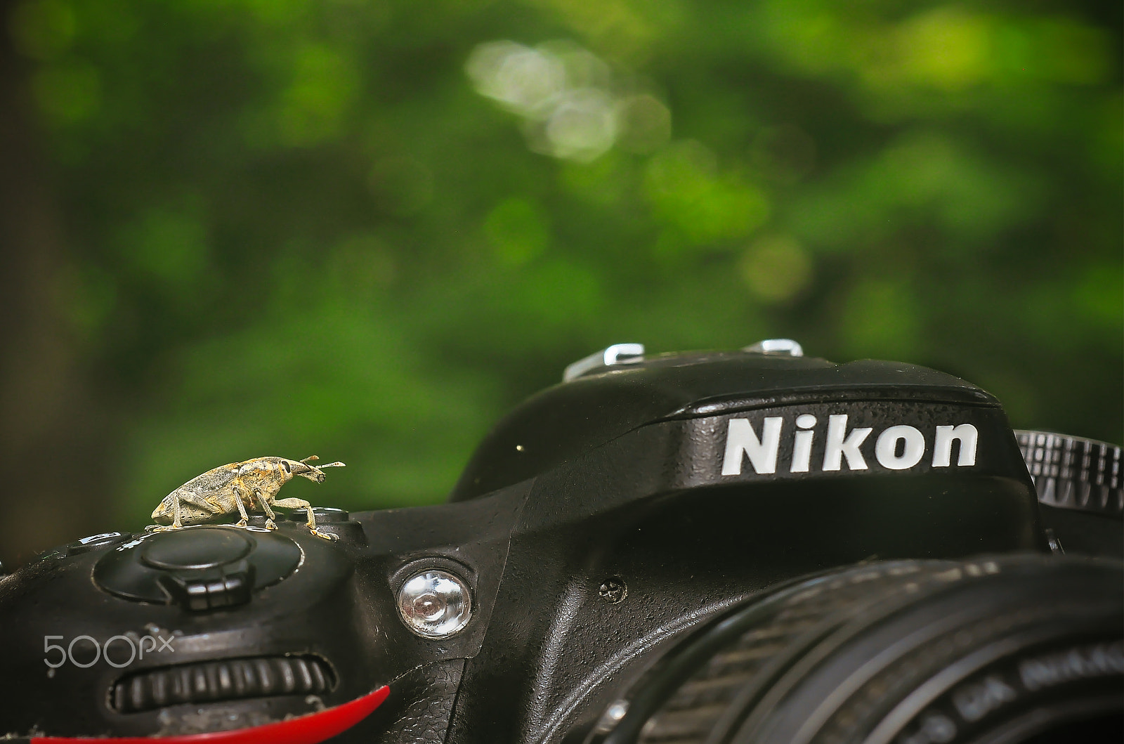 Nikon D90 + Nikon AF Micro-Nikkor 60mm F2.8D sample photo. Weevil with nikon :) photography