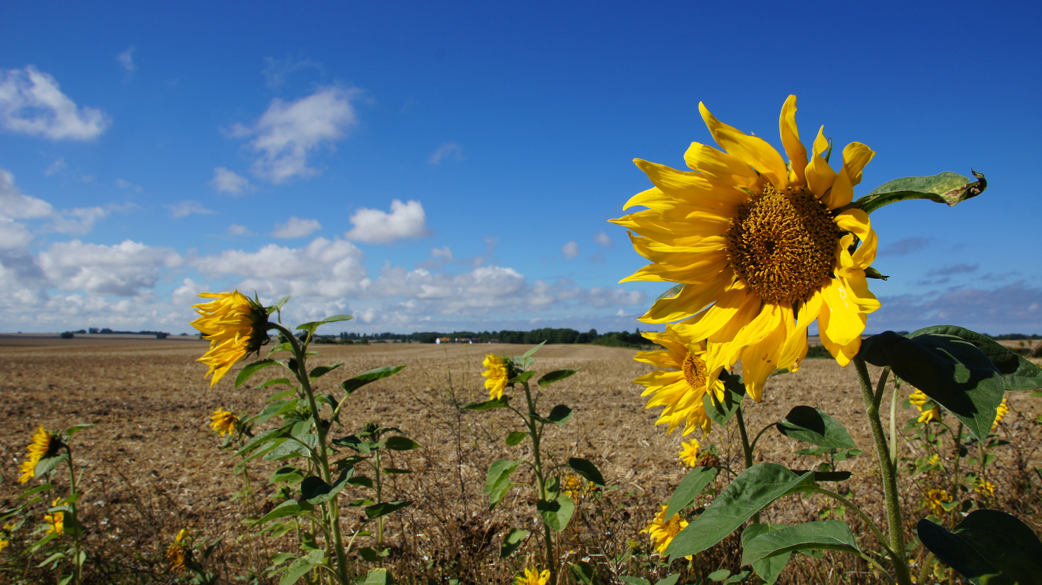 Sony SLT-A55 (SLT-A55V) + Sony DT 16-50mm F2.8 SSM sample photo. Wind photography