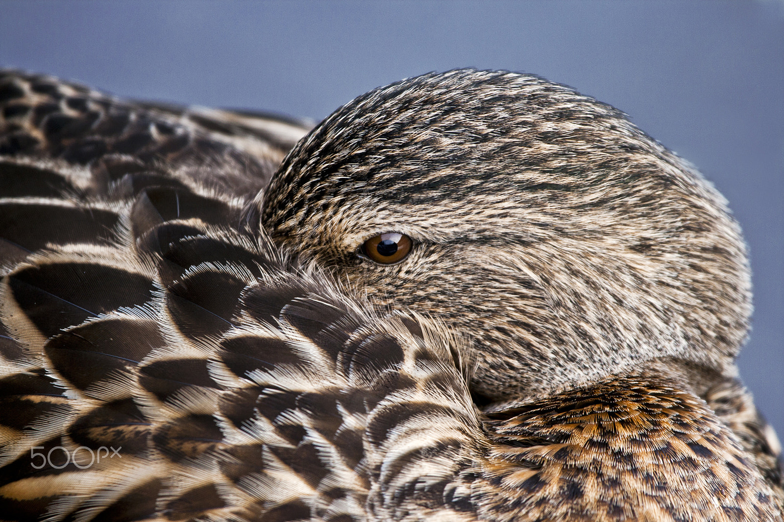 Canon EF 100-400mm F4.5-5.6L IS USM sample photo. Duck eye photography