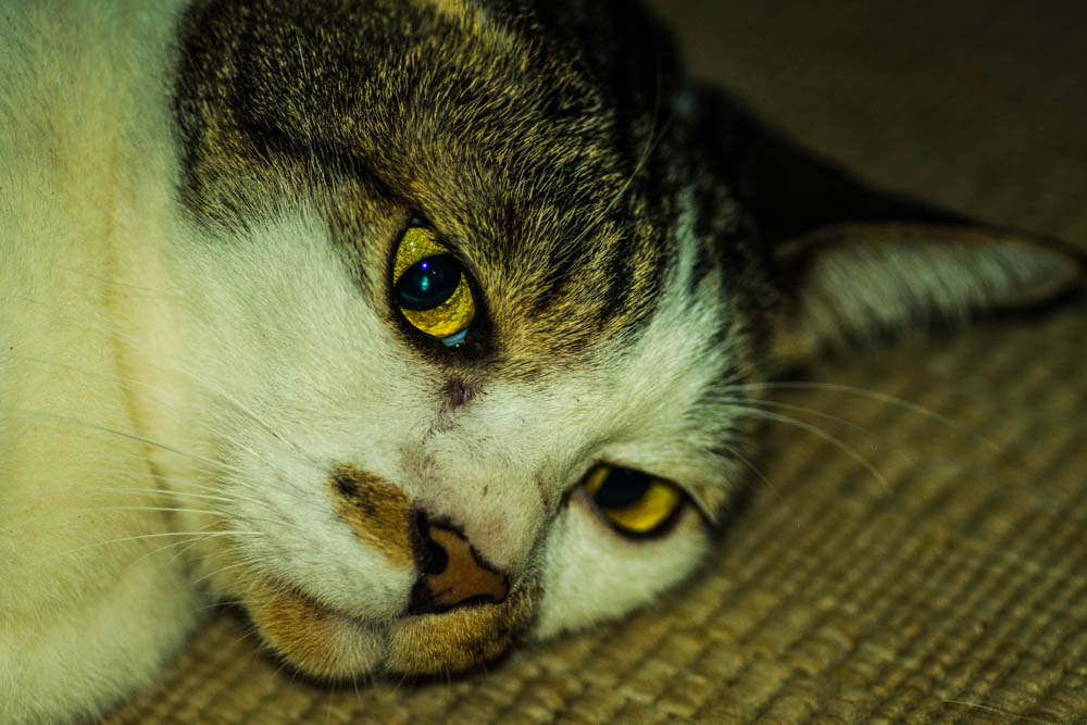 Tokina AT-X Pro 100mm F2.8 Macro sample photo