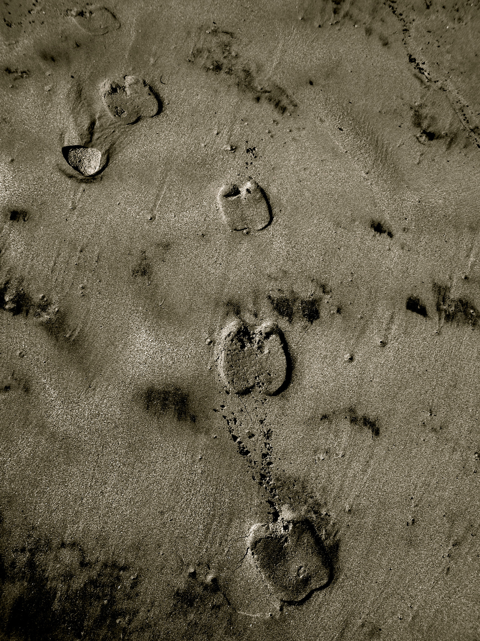 Canon PowerShot SD880 IS (Digital IXUS 870 IS / IXY Digital 920 IS) sample photo. Camel tracks photography