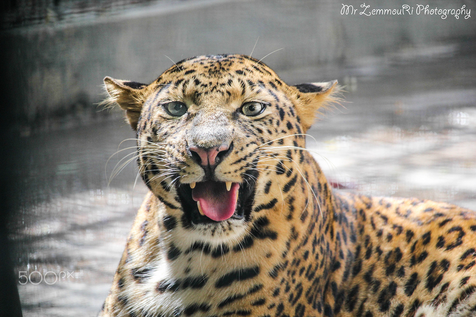 Canon EF-S 55-250mm F4-5.6 IS STM sample photo. Jaguar photography