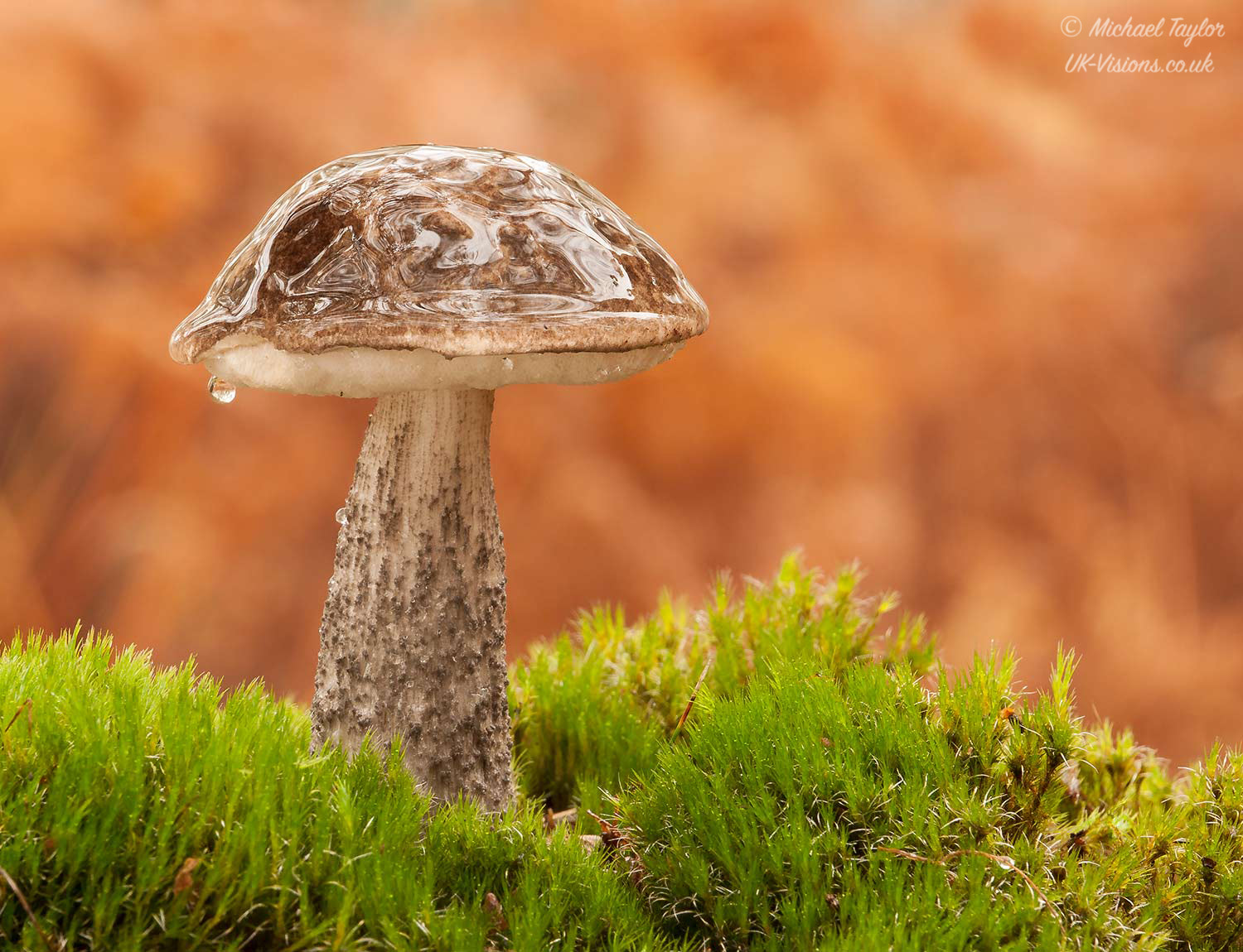 Panasonic Lumix DMC-GF1 sample photo. Birch bolete.. photography