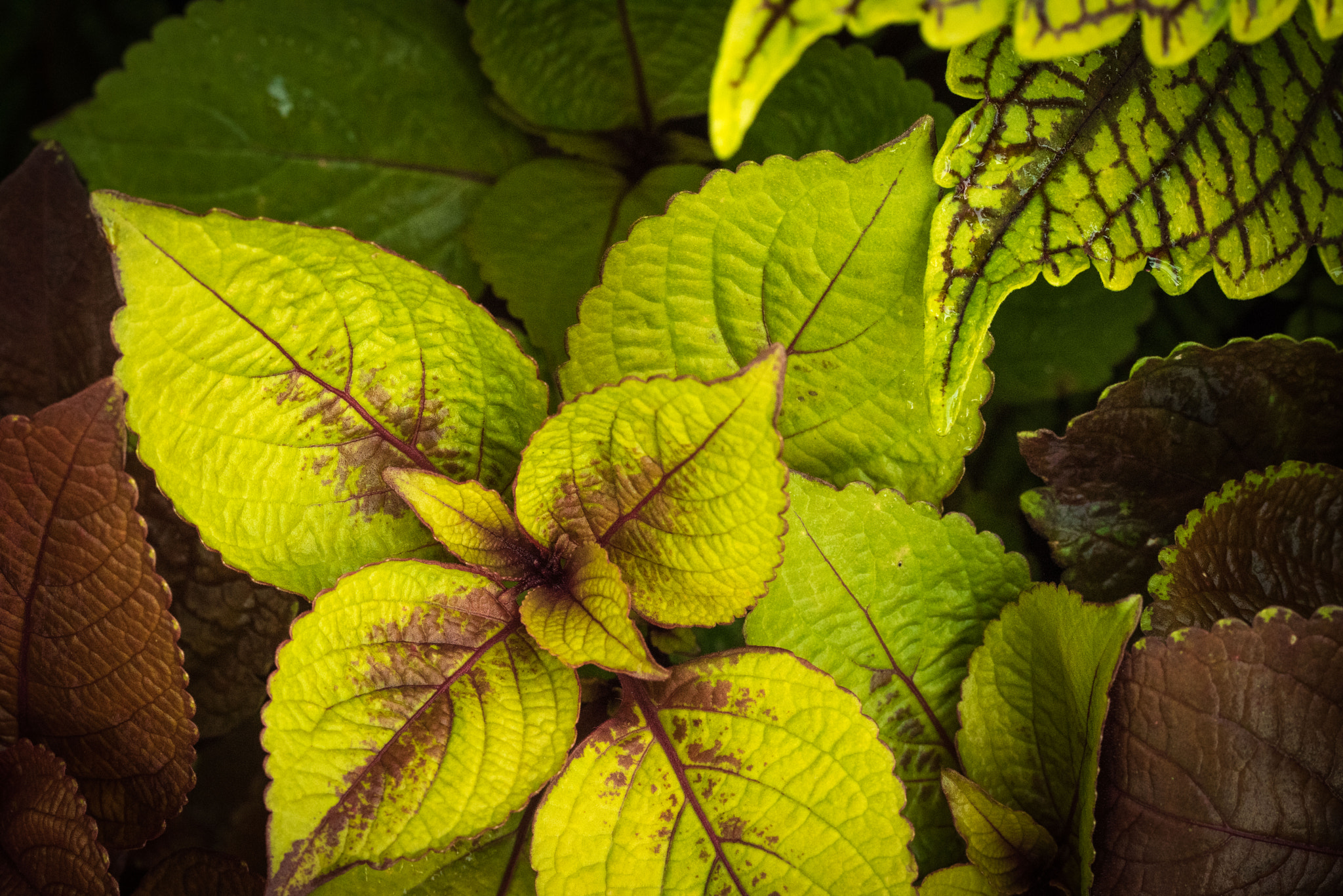 Canon EOS 760D (EOS Rebel T6s / EOS 8000D) sample photo. Green brown leaves in rain photography