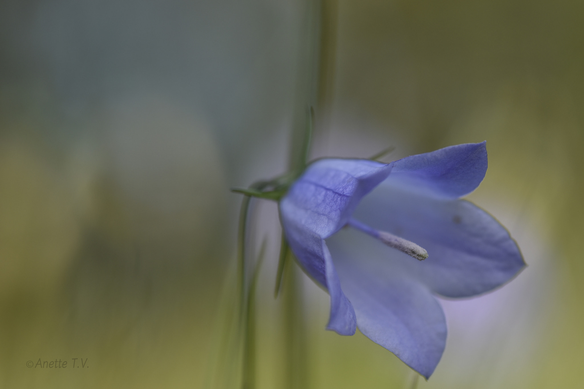Nikon AF-S Micro-Nikkor 105mm F2.8G IF-ED VR sample photo. Bluebell ... photography