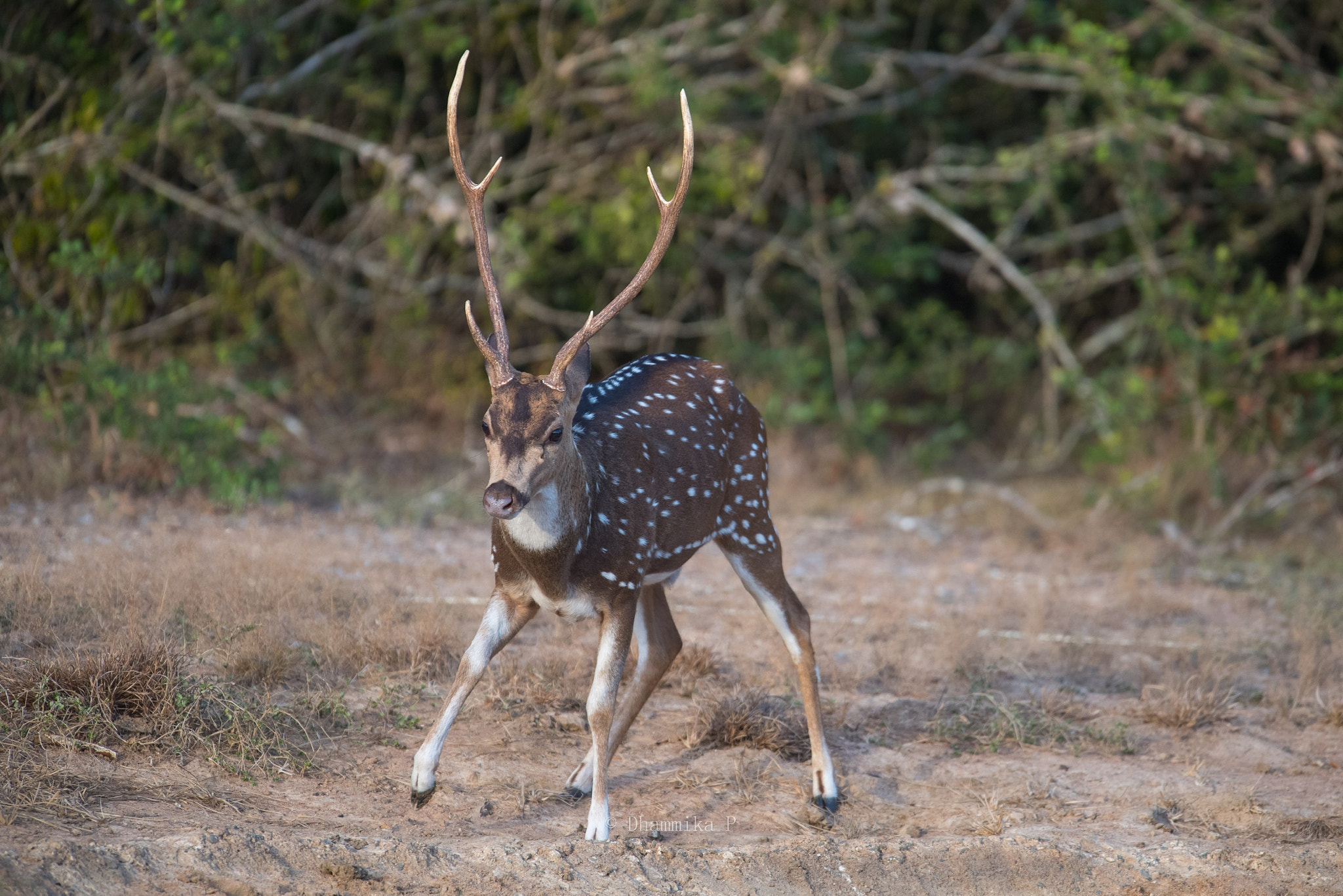 Nikon D5 + Nikon AF-S Nikkor 400mm F2.8G ED VR II sample photo. Spotted deer- wilpattu national park sl photography