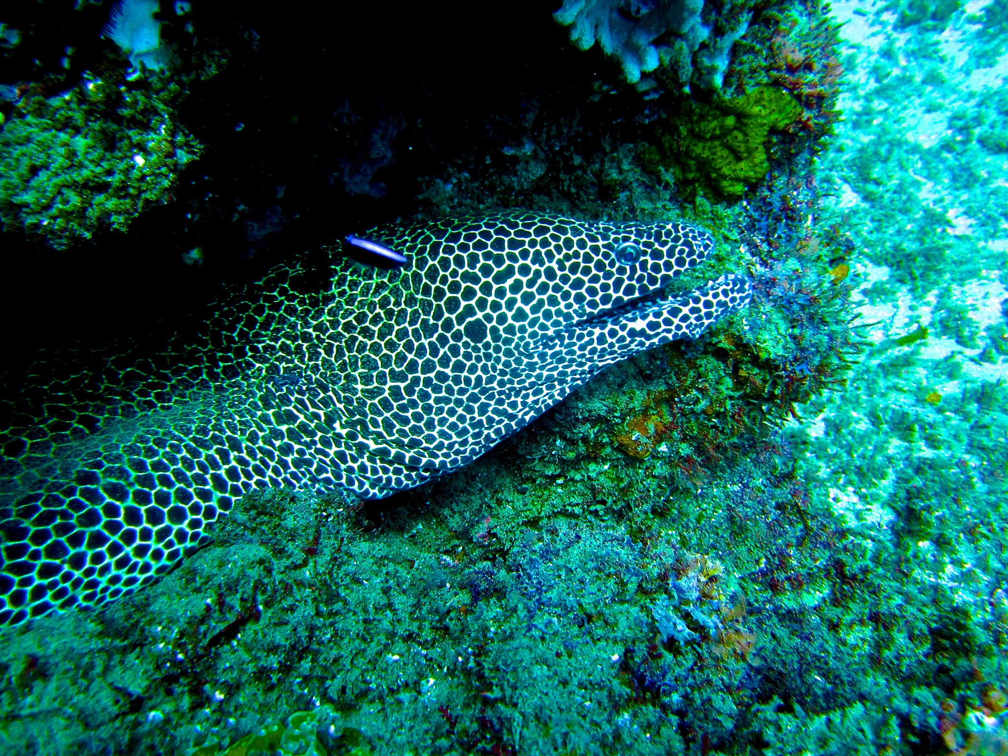 Canon PowerShot SD940 IS (Digital IXUS 120 IS / IXY Digital 220 IS) sample photo. Leopard morray eel photography