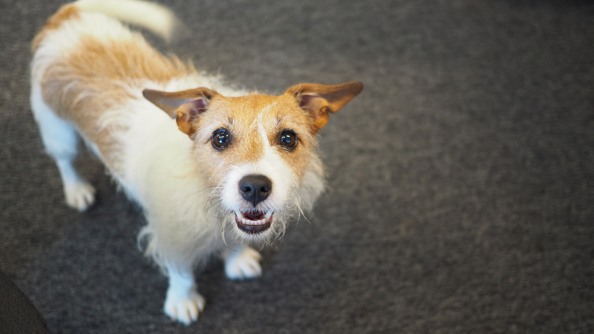 Olympus OM-D E-M10 II + Panasonic Lumix G 20mm F1.7 ASPH sample photo. Office dog photography