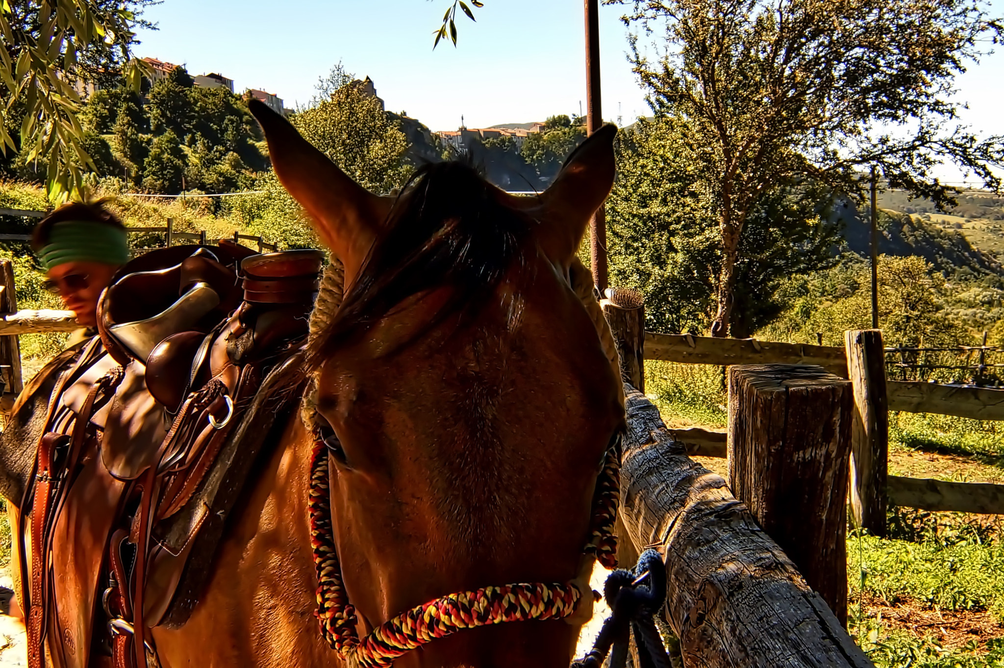 Sony SLT-A65 (SLT-A65V) + 20mm F2.8 sample photo. Horses photography