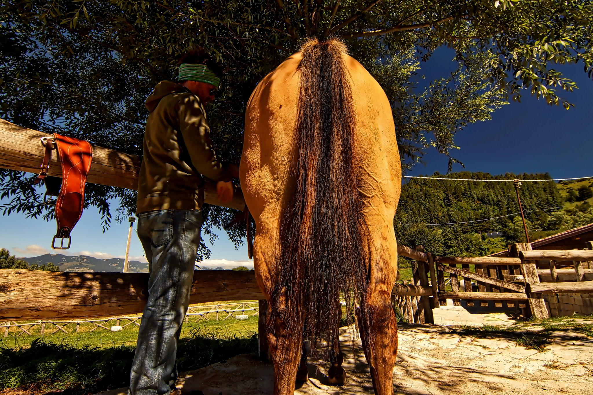 20mm F2.8 sample photo. Horses photography