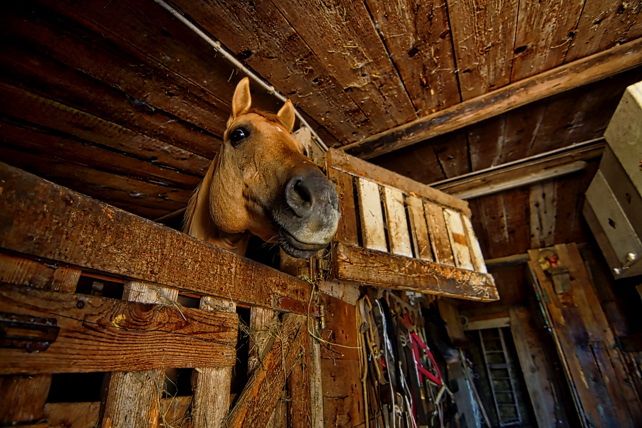 Sony SLT-A65 (SLT-A65V) + 20mm F2.8 sample photo. Horses photography