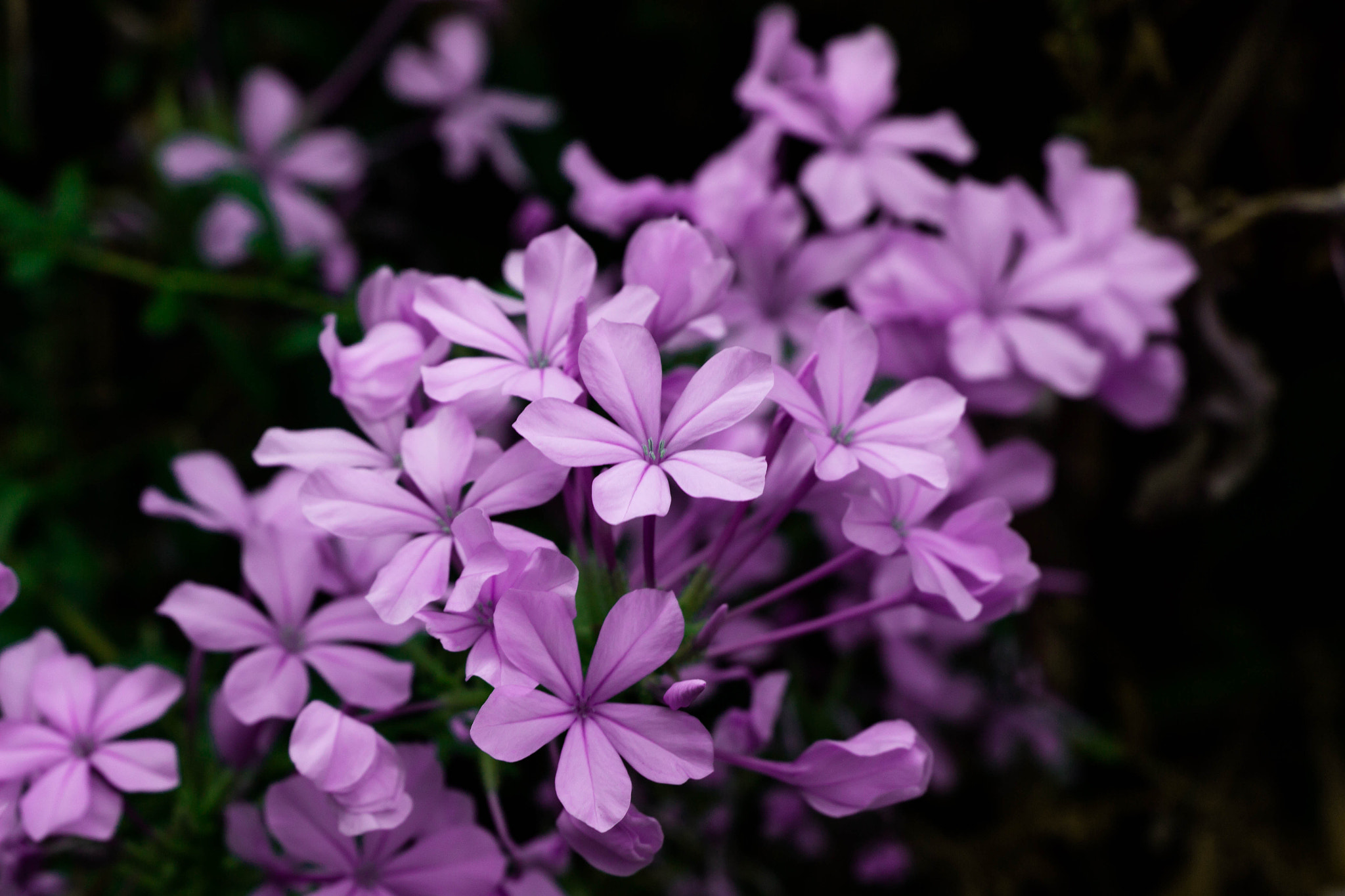 Canon EOS 600D (Rebel EOS T3i / EOS Kiss X5) sample photo. The beauty of nature photography