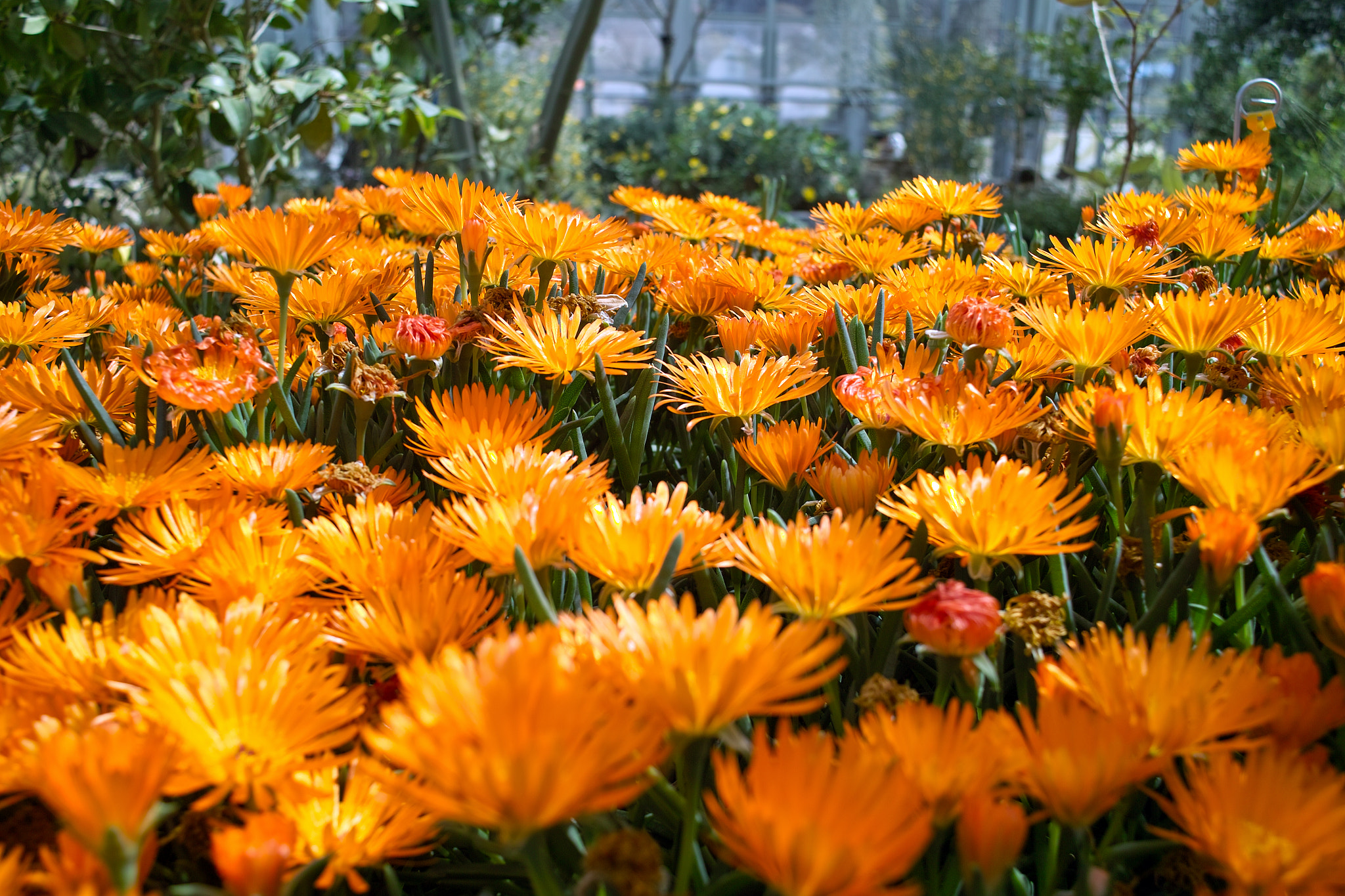 Sigma DP1s sample photo. Flowers photography