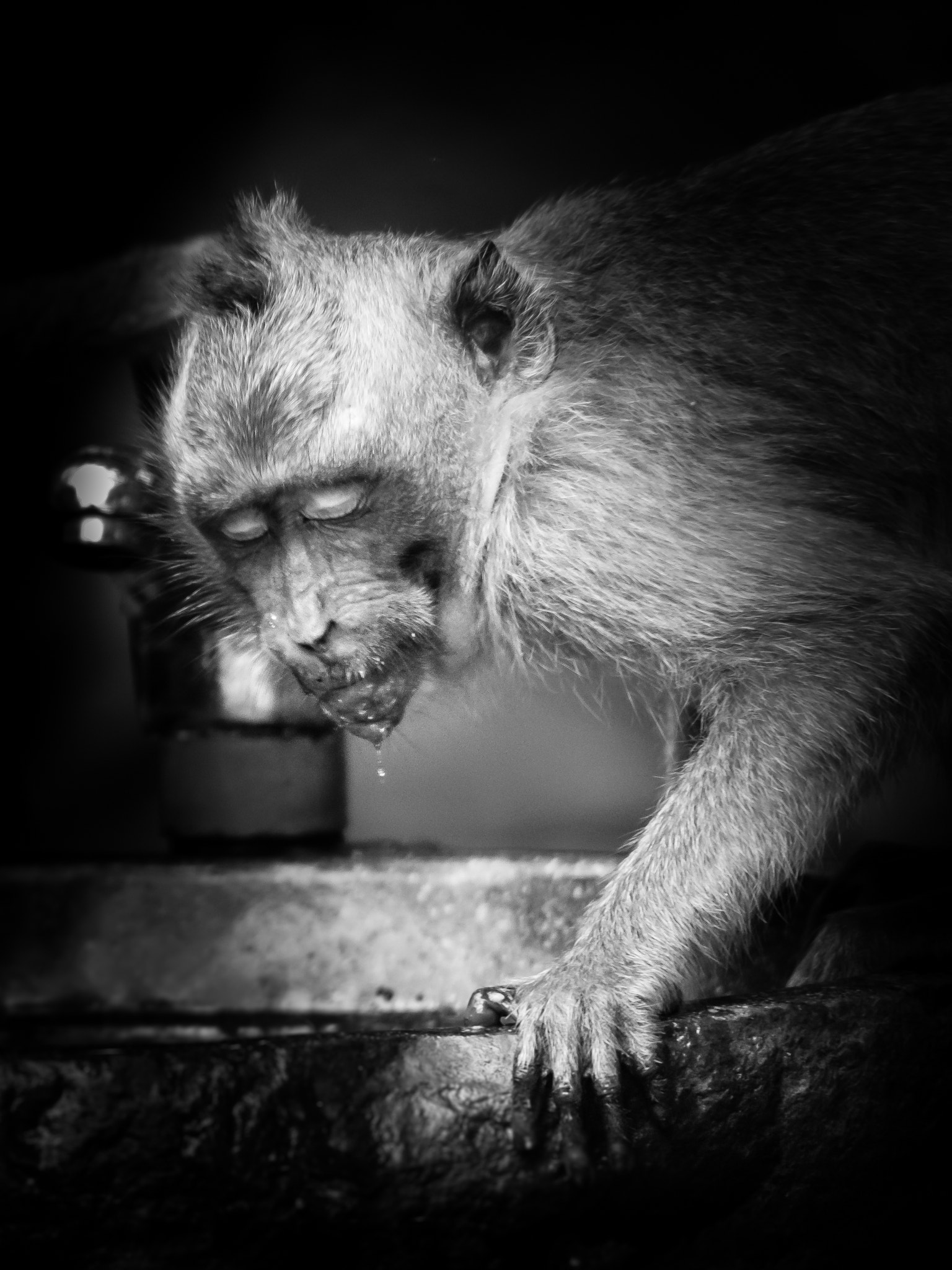 Olympus PEN E-P5 sample photo. Monkey in indonesia photography