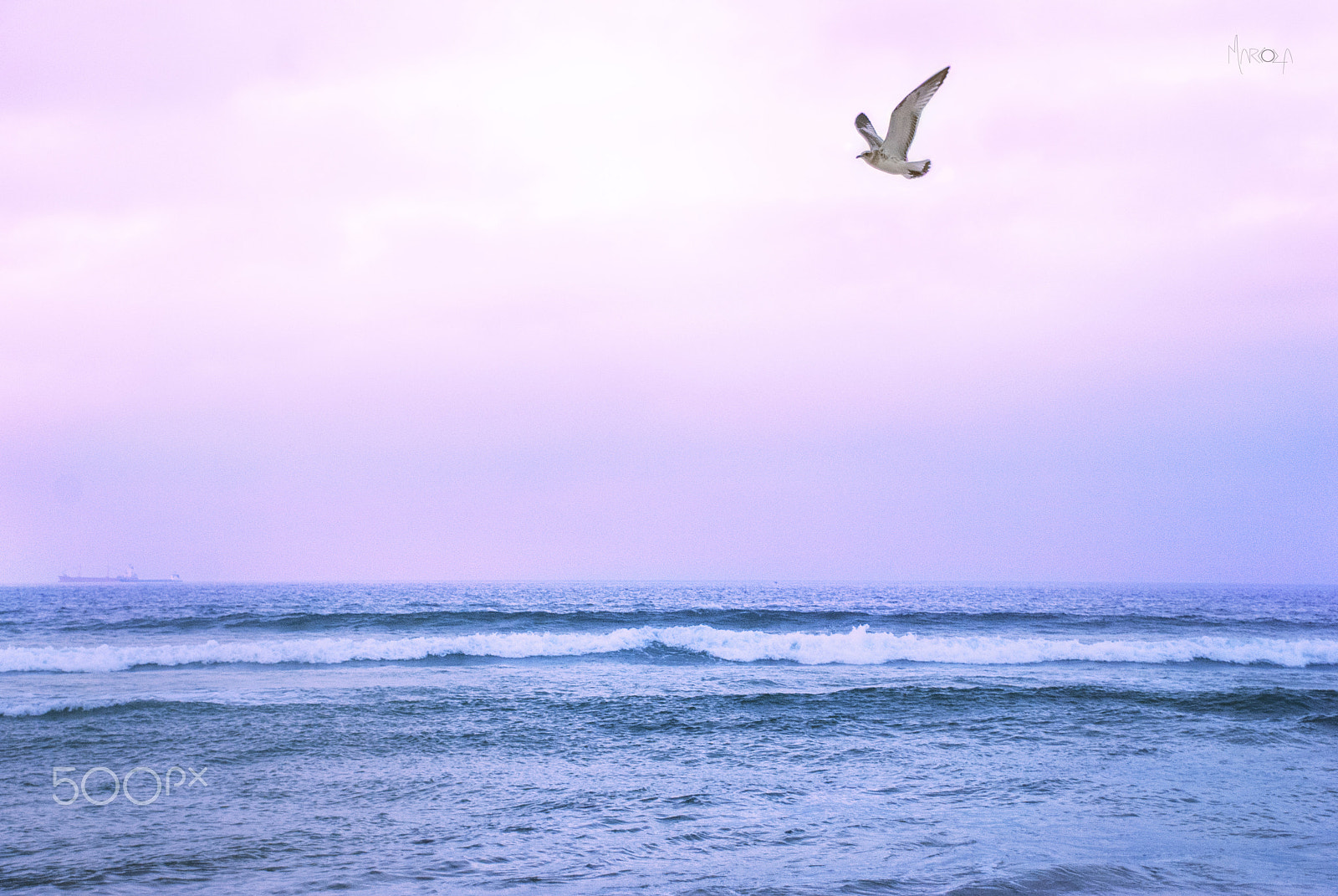 Nikon D40X sample photo. Flying photography