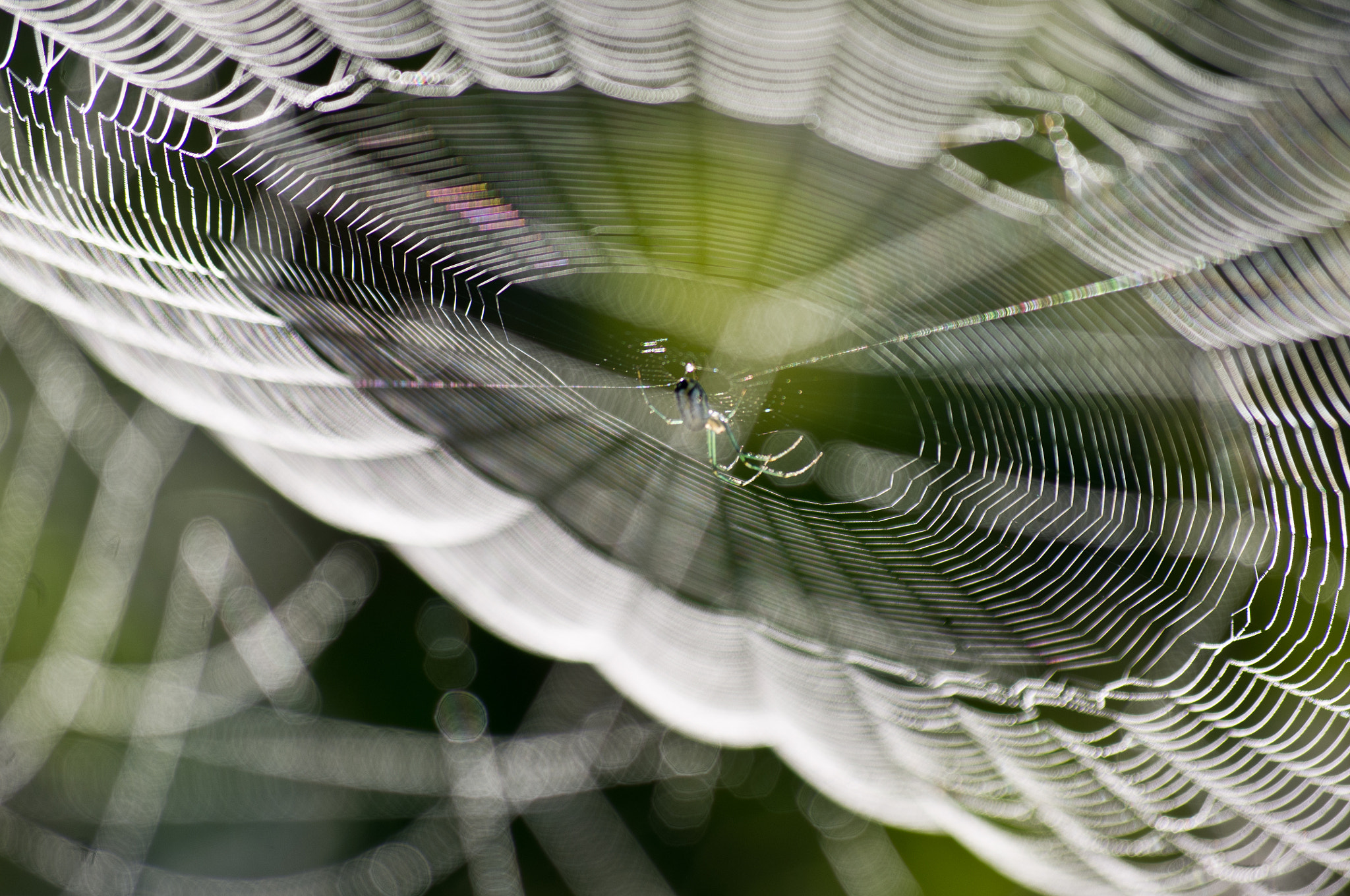 Pentax K-x sample photo. Intricate web photography