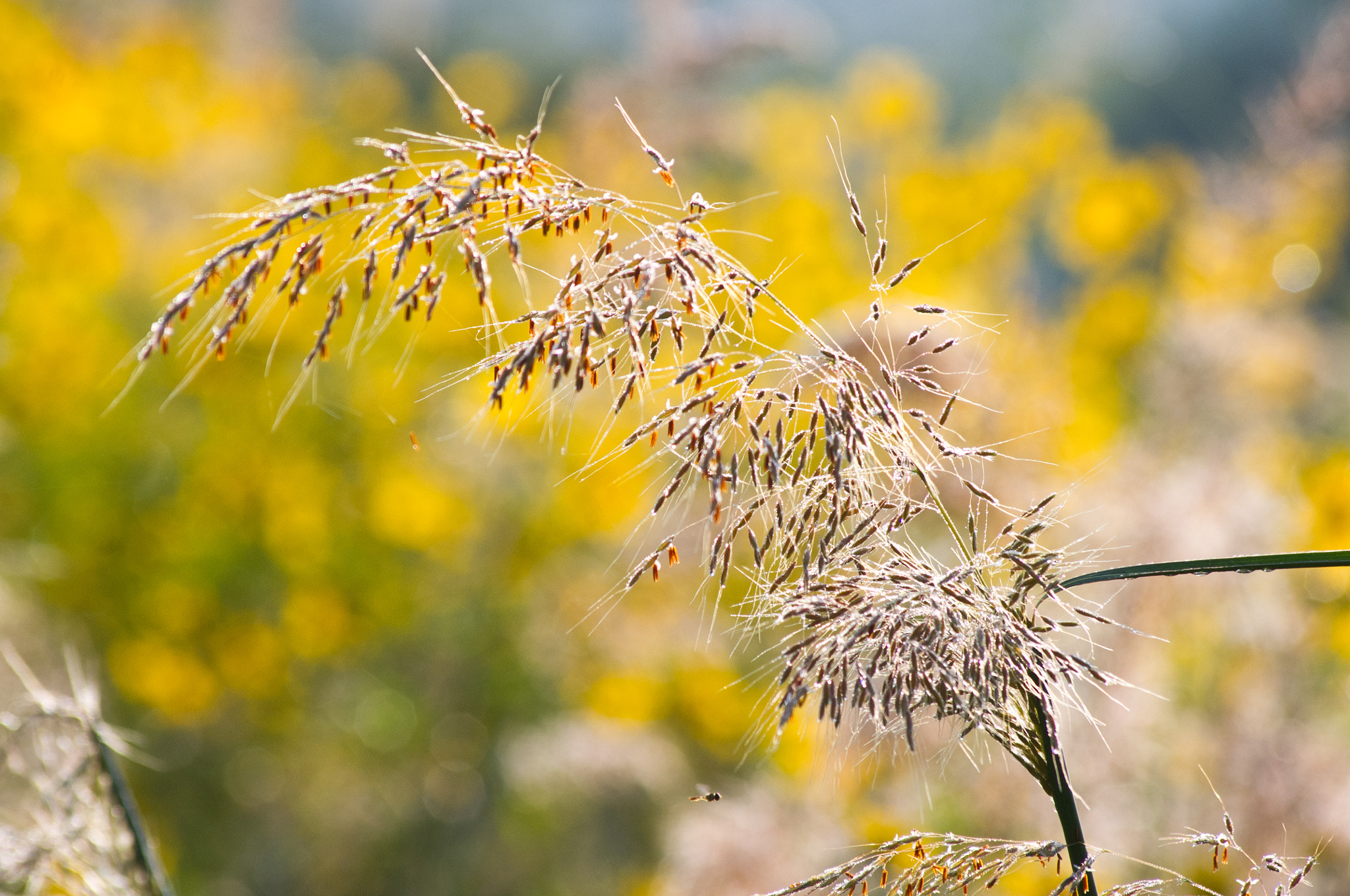 Pentax K-x sample photo. Tall grass photography