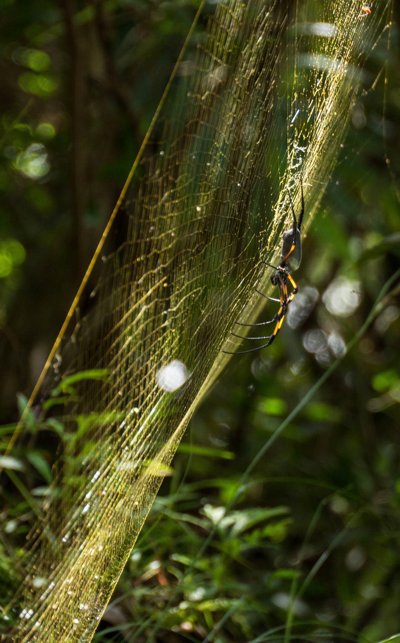 Panasonic Lumix DMC-GH3 sample photo. Babouk photography