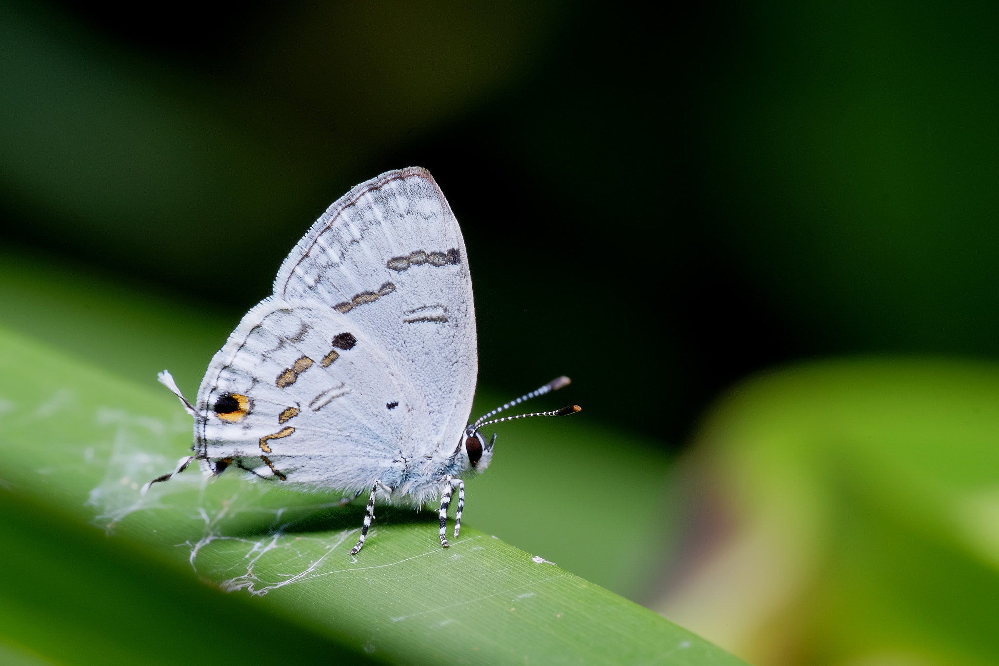 Fujifilm X-T1 + Fujifilm XC 50-230mm F4.5-6.7 OIS II sample photo. 蘭灰蝶 photography