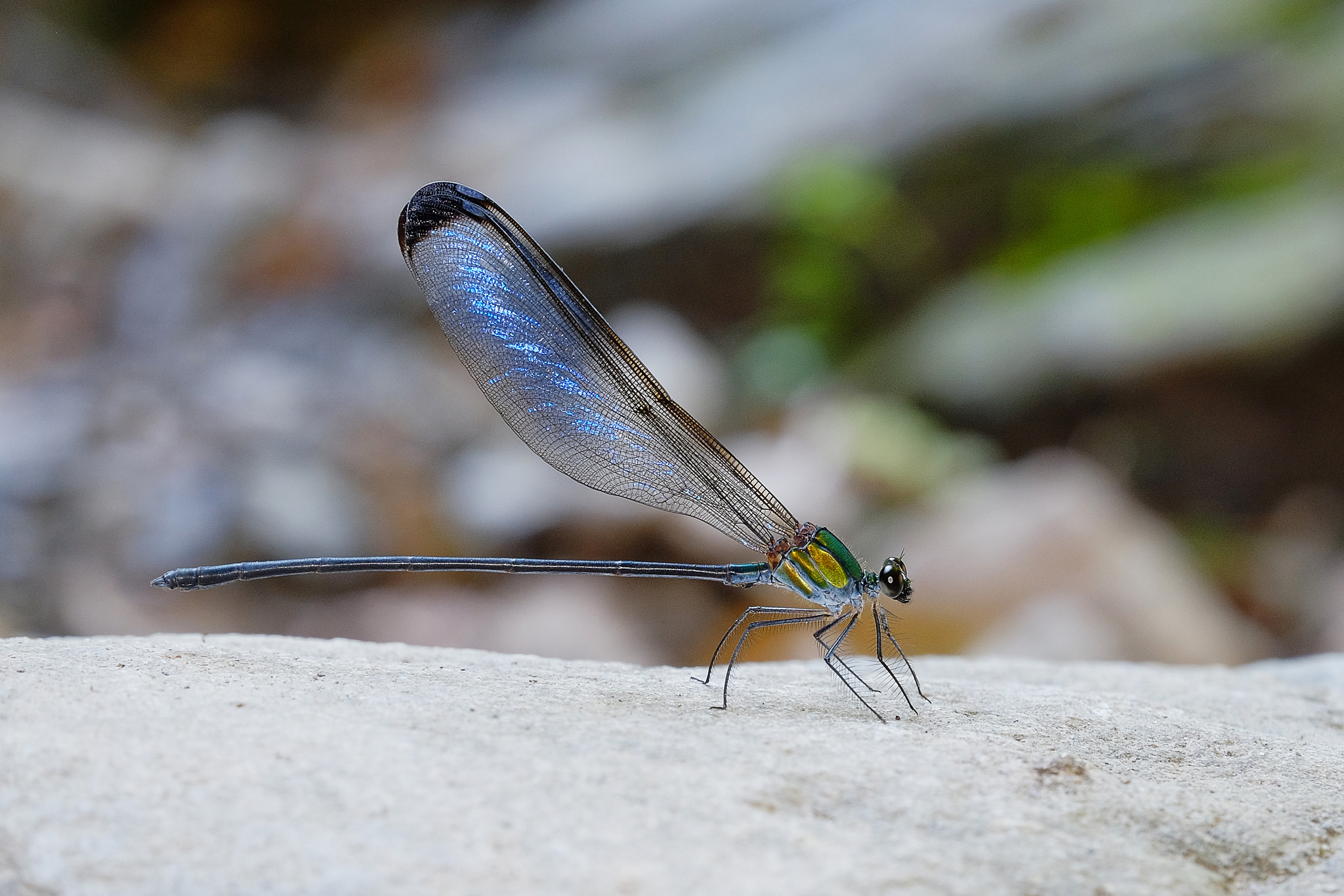 Fujifilm X-T1 + Fujifilm XC 50-230mm F4.5-6.7 OIS II sample photo. 中華珈蟌 photography