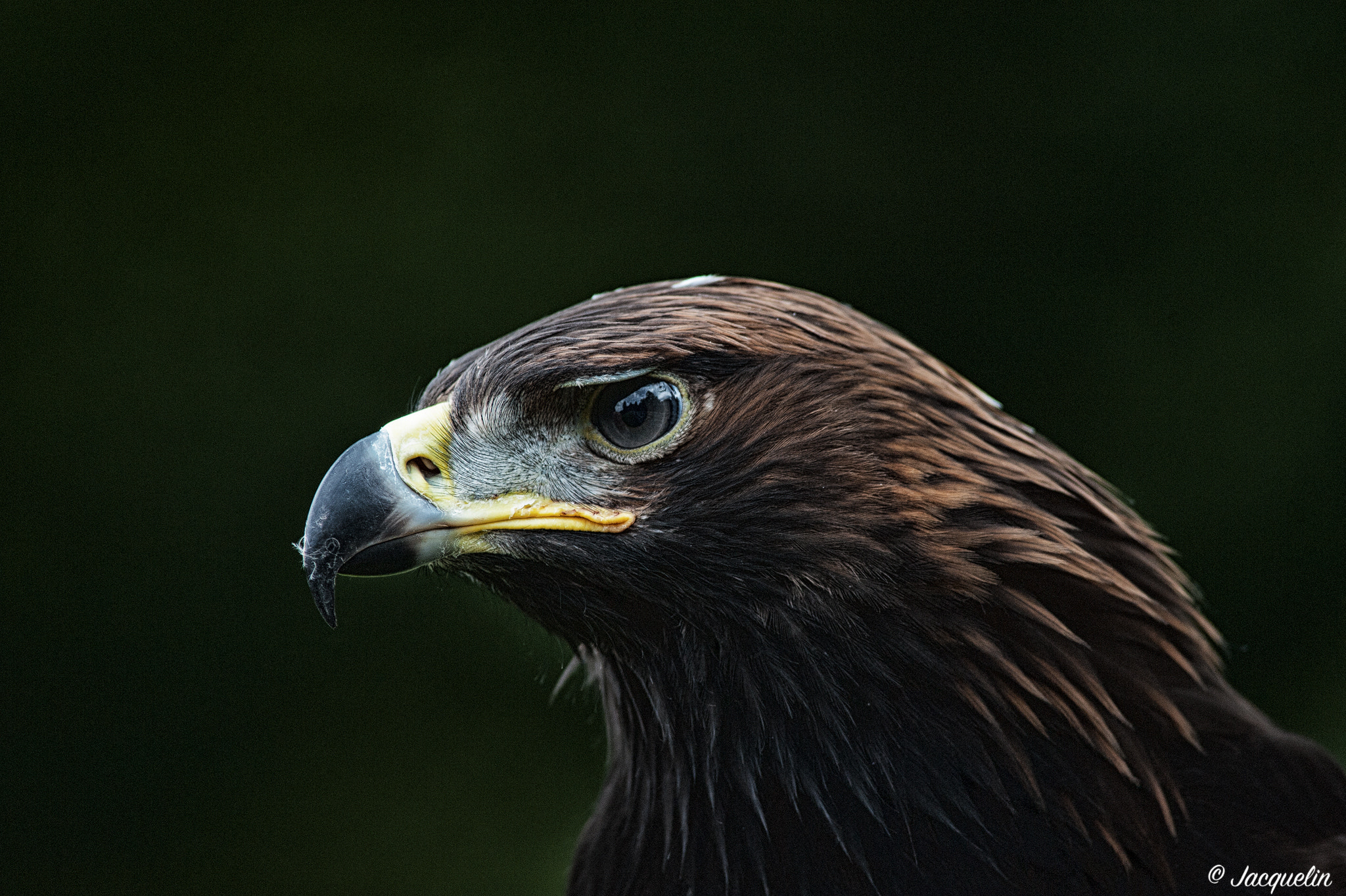 Nikon D3 + AF Nikkor 300mm f/4 IF-ED sample photo. The boss !! photography