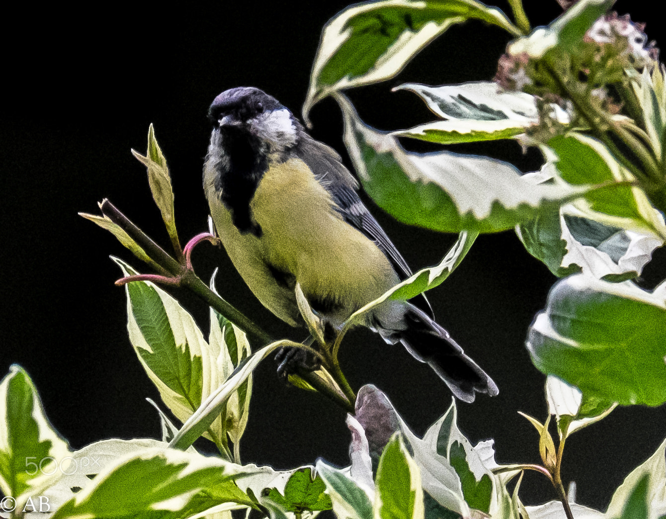 Fujifilm XF 100-400mm F4.5-5.6 R LM OIS WR sample photo. Dscf photography