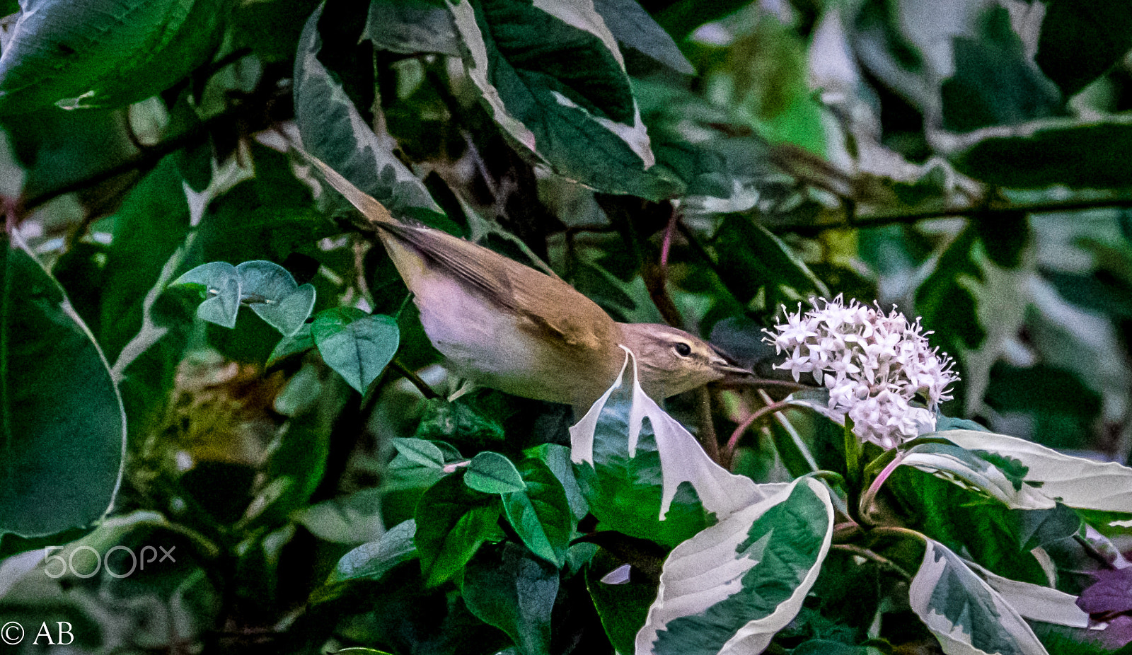 Fujifilm XF 100-400mm F4.5-5.6 R LM OIS WR sample photo. Dscf photography