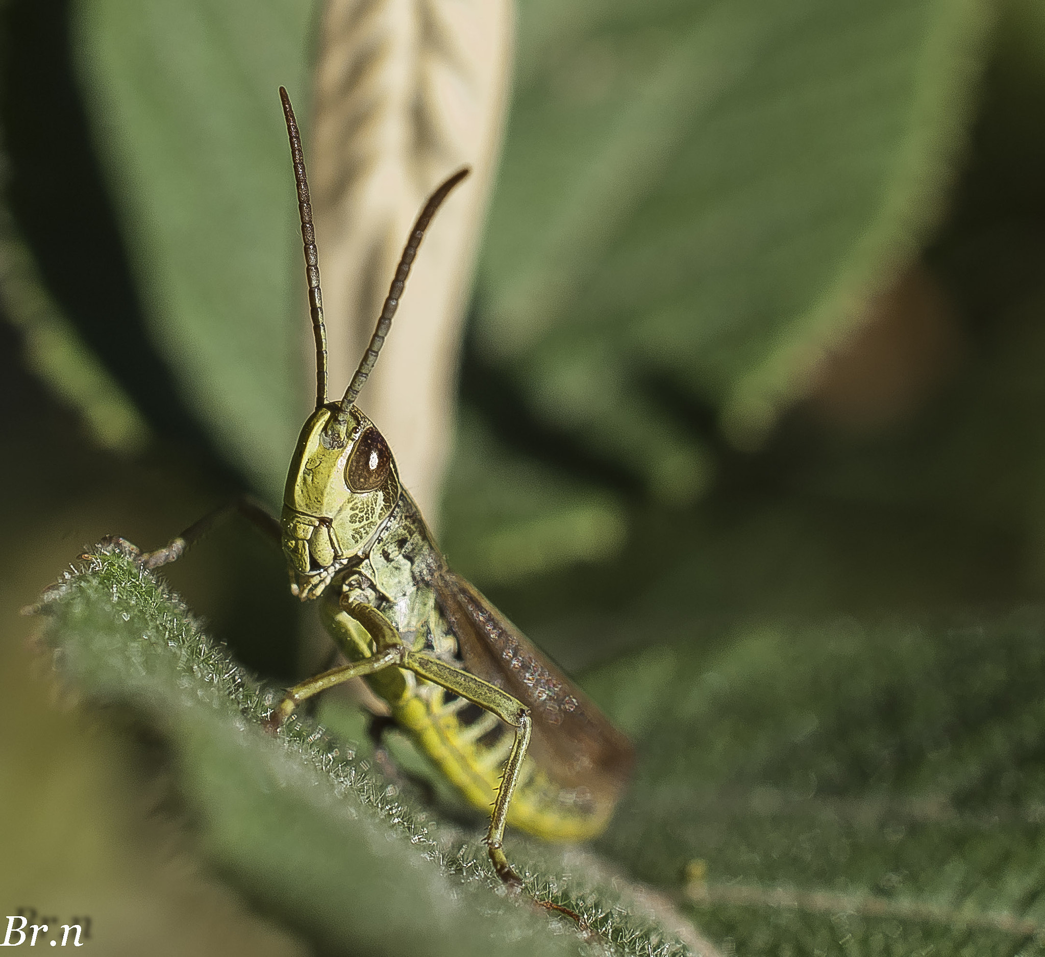 Nikon AF-S DX Micro Nikkor 40mm F2.8 sample photo. Dsc photography