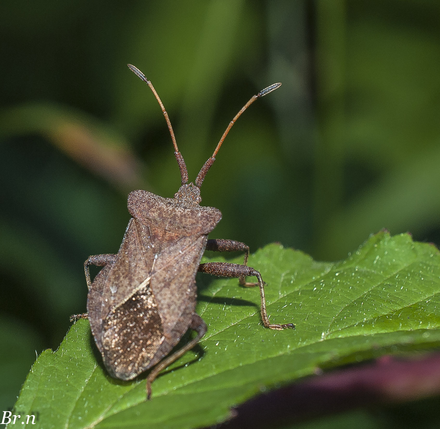 Nikon AF-S DX Micro Nikkor 40mm F2.8 sample photo. Dsc photography