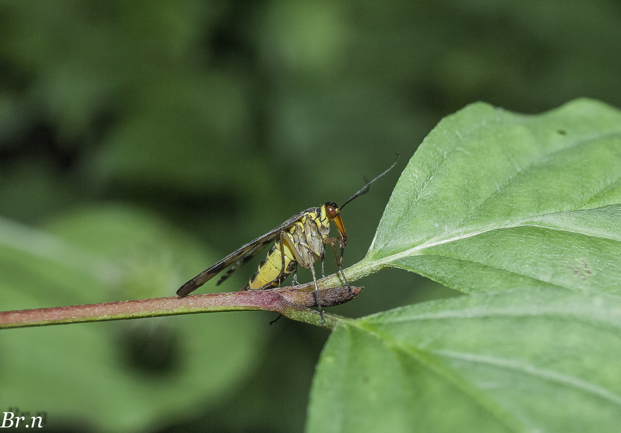 Nikon AF-S DX Micro Nikkor 40mm F2.8 sample photo. Dsc photography