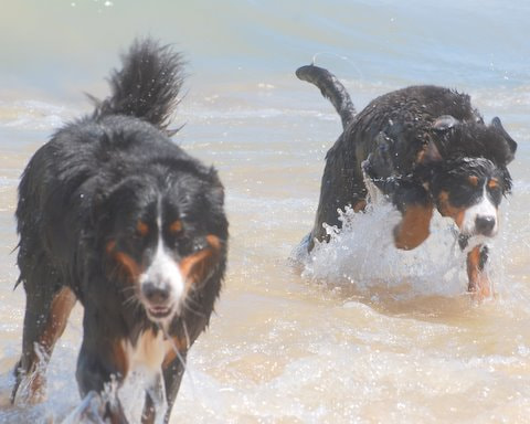 Nikon D40X sample photo. Beach berners photography