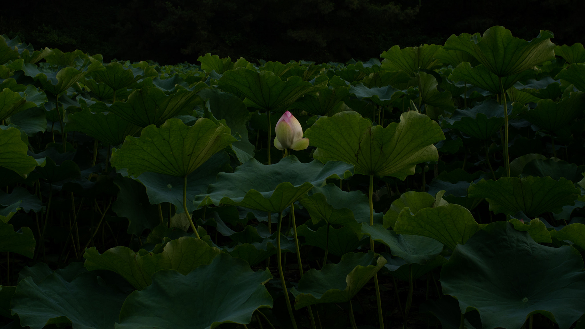 Pentax K-5 + Pentax smc DA 35mm F2.4 AL sample photo. Light and shadow photography