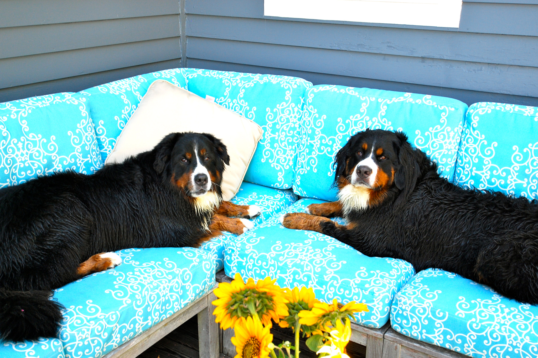 Nikon D40X sample photo. Lucky & cornelia chillin at the pool photography