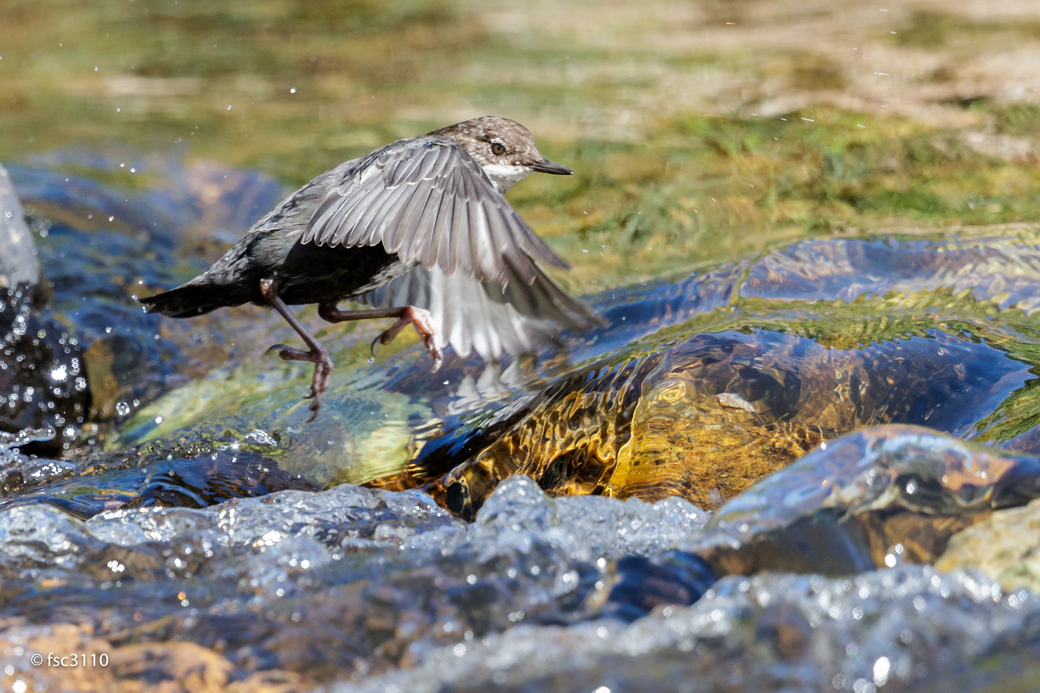 Canon EF 500mm F4L IS II USM sample photo. White-throated dipper jumping between rocks photography