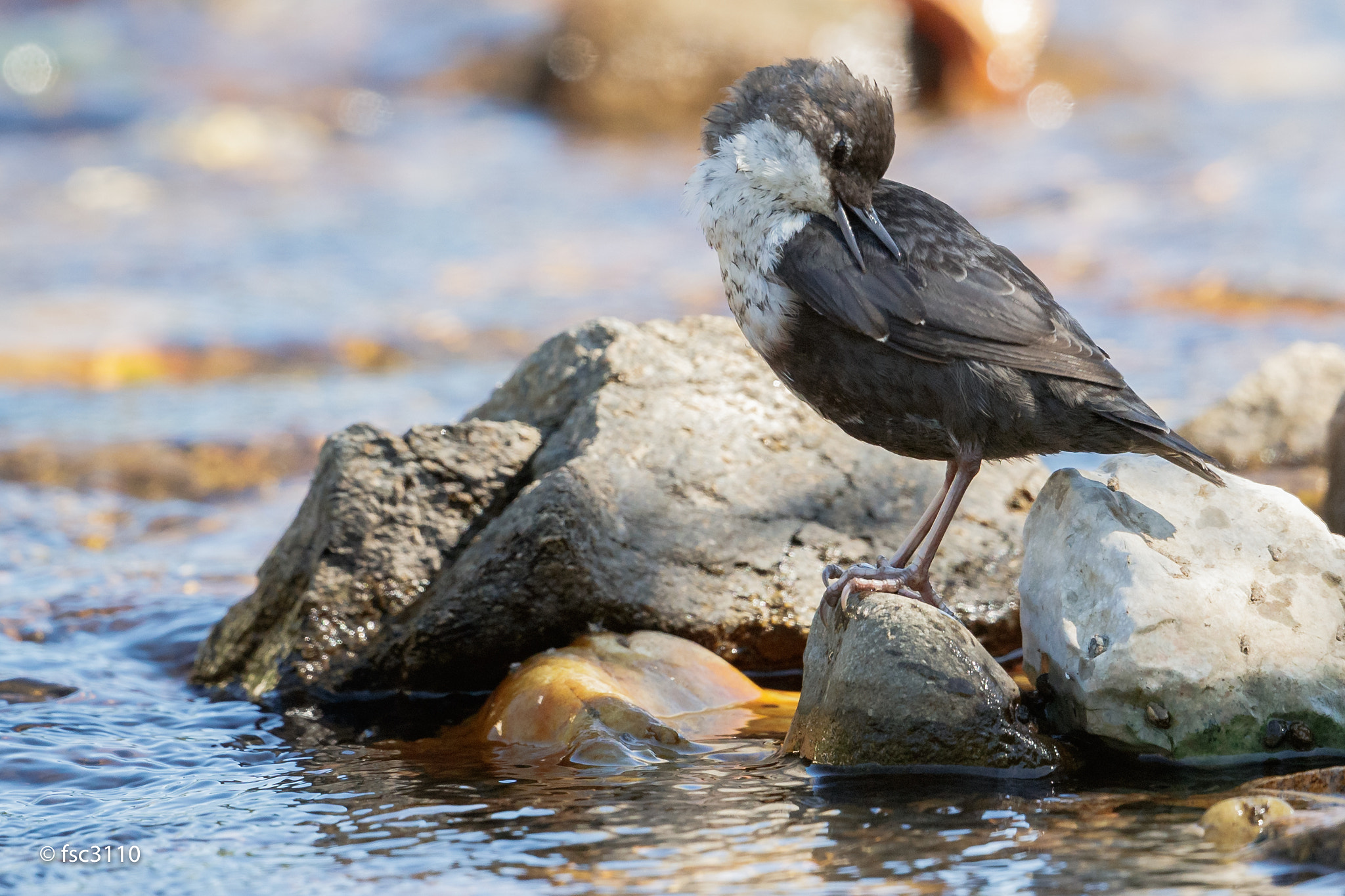 Canon EOS-1D X Mark II sample photo. White-throated dipper cleaning photography