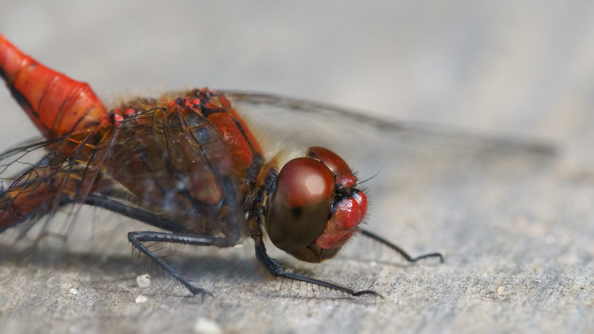Sony a6000 + 90mm F2.8 Macro SSM sample photo. Red dragon fly photography