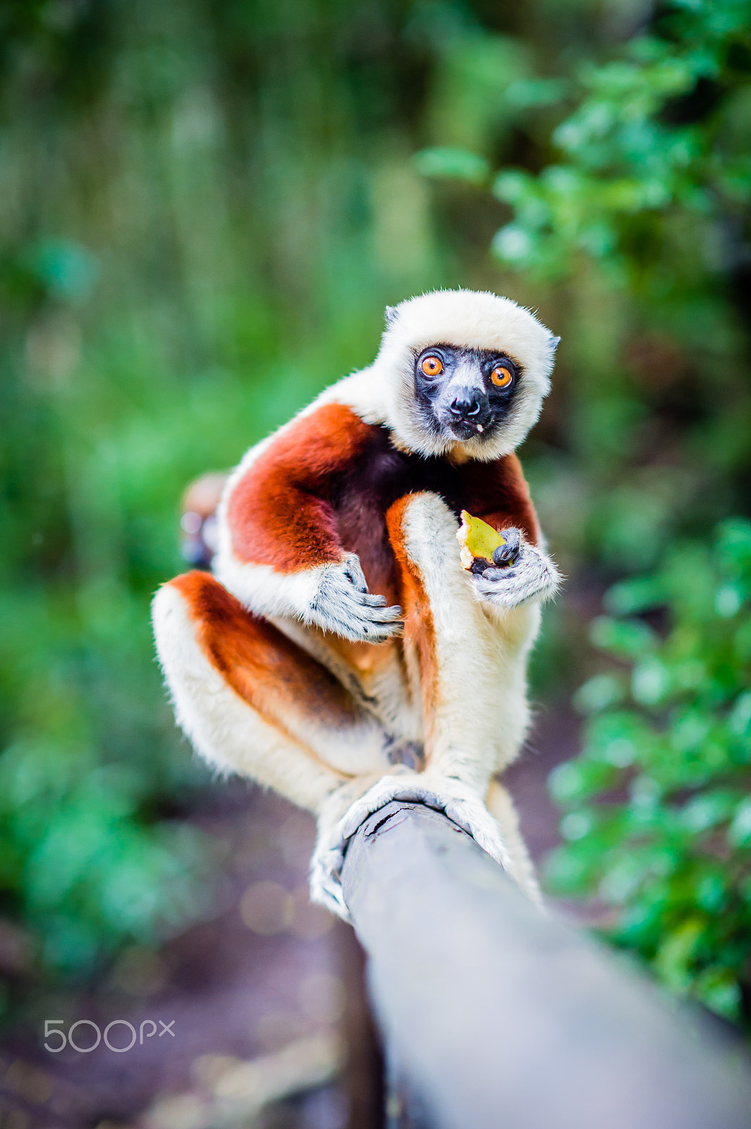 Nikon D4S + Nikon AF-S Nikkor 85mm F1.4G sample photo. Lemurs of madagascar: propithecus coquereli photography