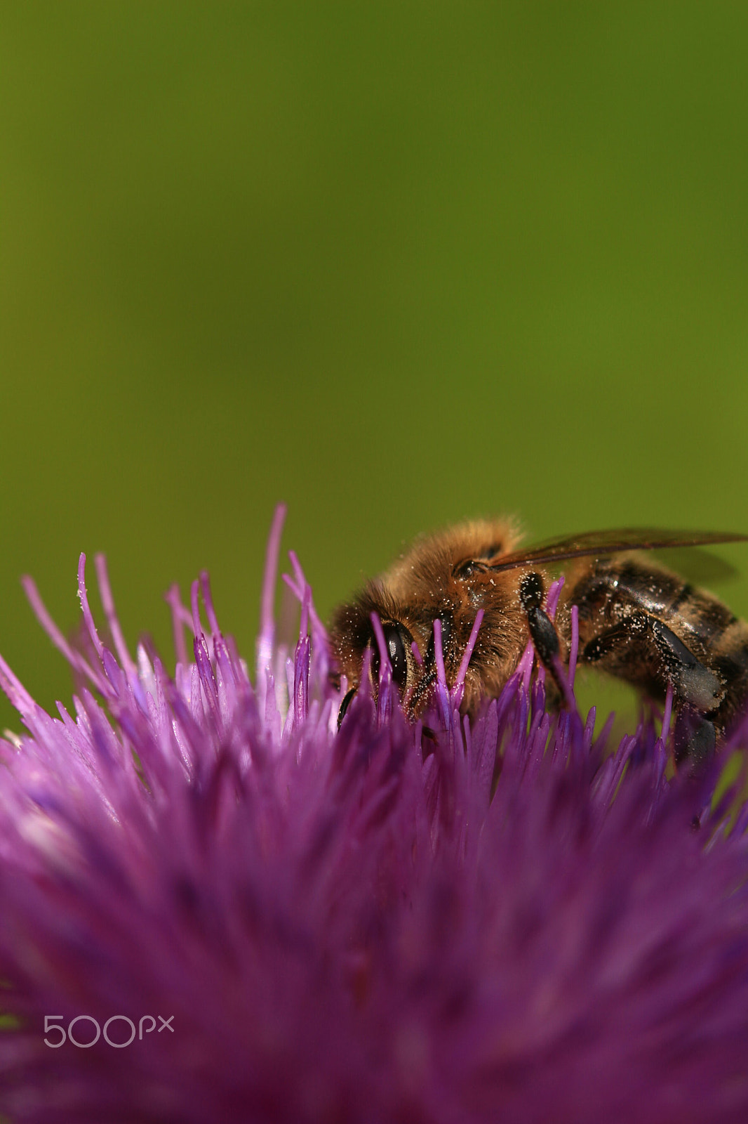 Canon EOS 700D (EOS Rebel T5i / EOS Kiss X7i) + Canon EF 100mm F2.8L Macro IS USM sample photo. A bee  photography