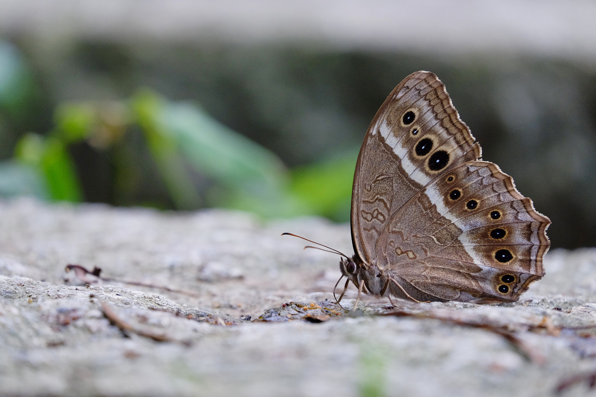 Fujifilm X-T1 + Fujifilm XC 50-230mm F4.5-6.7 OIS II sample photo. Dscf photography