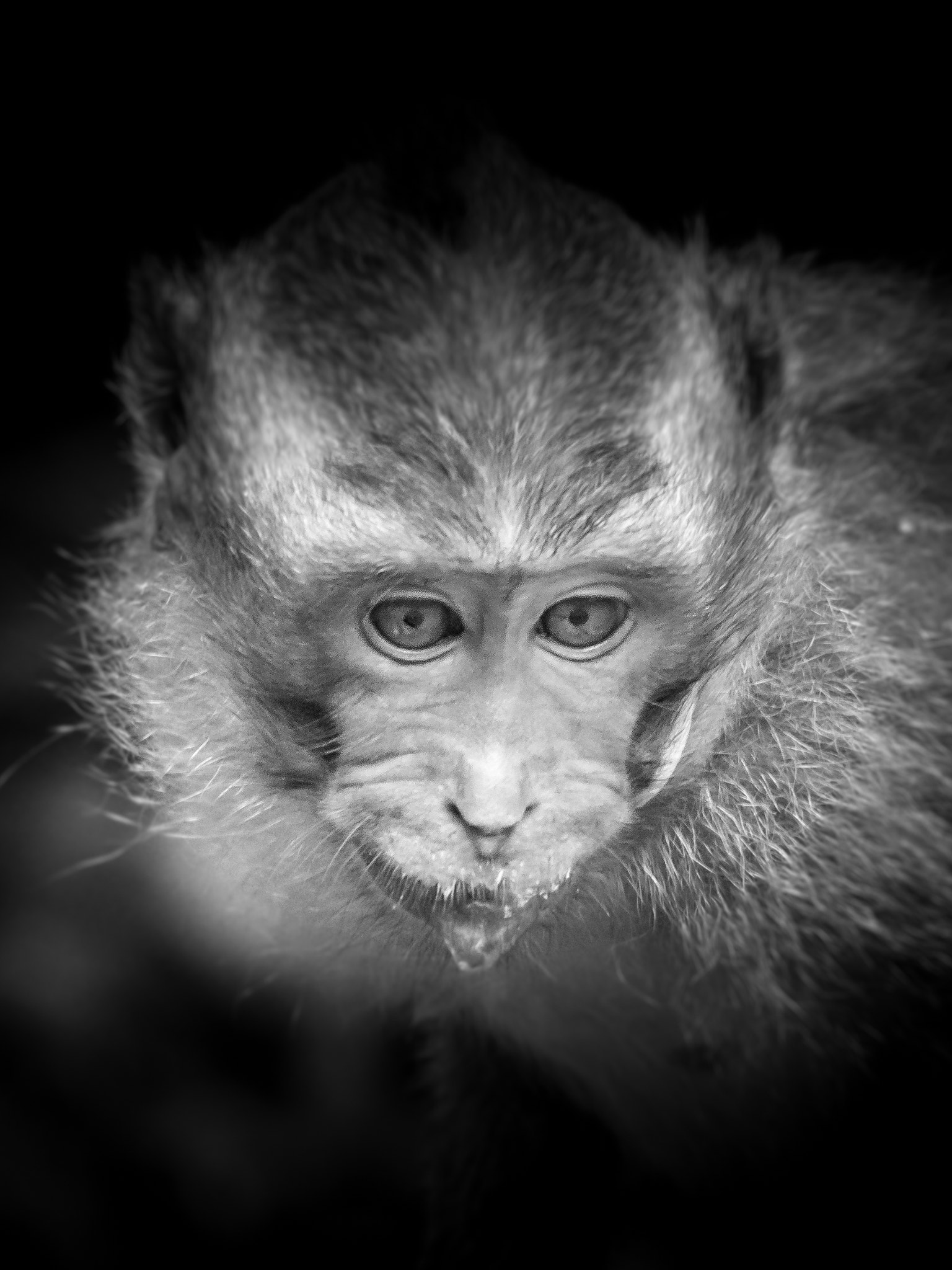 Olympus PEN E-P5 + Olympus M.Zuiko ED 75-300mm F4.8-6.7 II sample photo. Monkey gaze photography