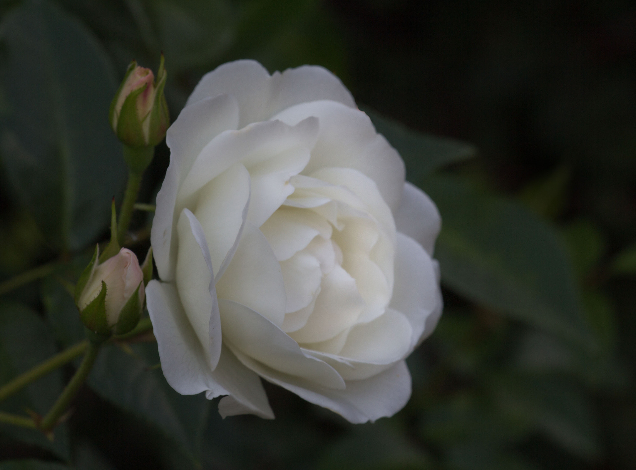 Canon EOS 60D + Canon EF-S 18-135mm F3.5-5.6 IS USM sample photo. Rose photography